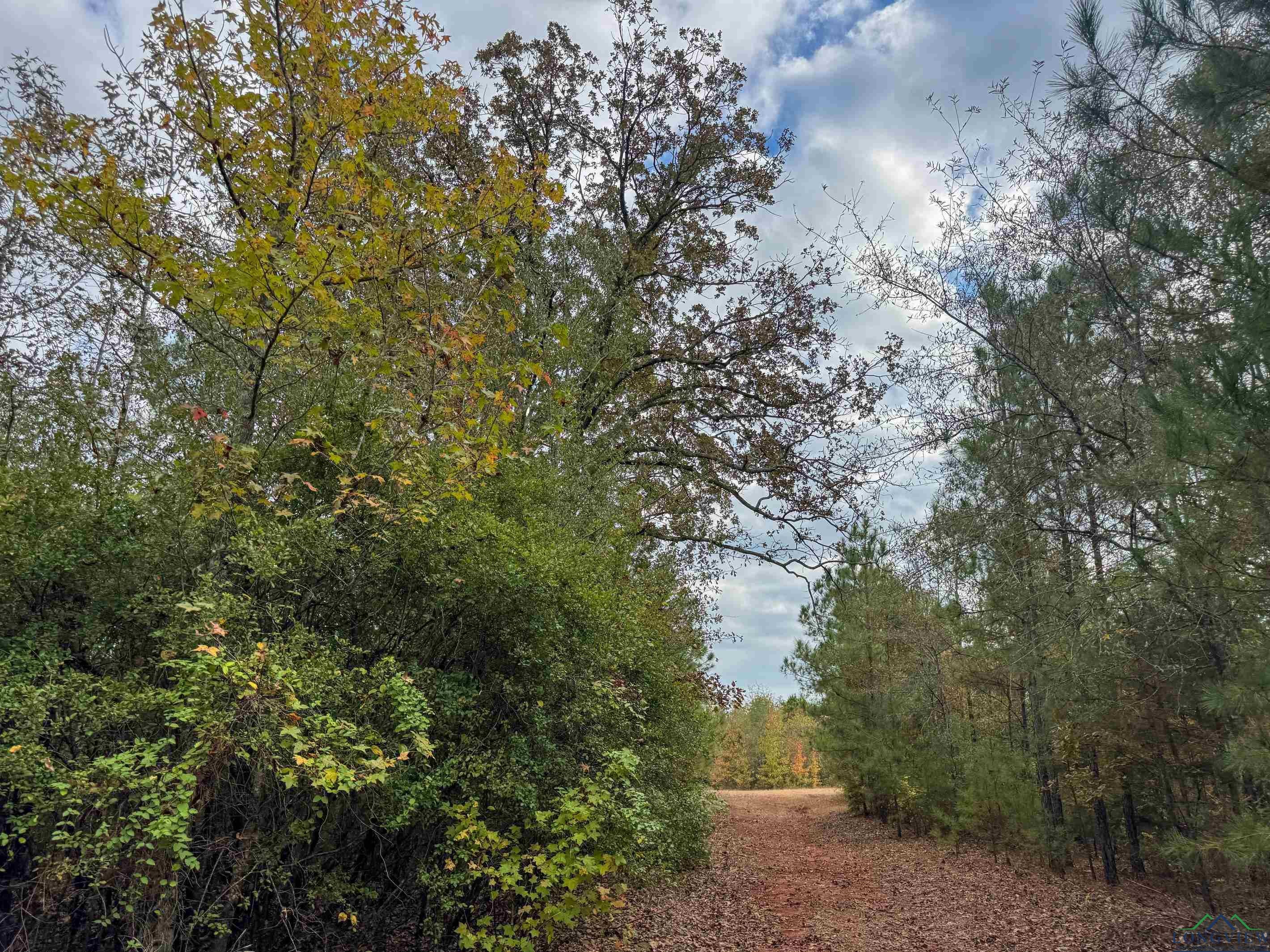 Marietta, Texas, 75566, United States, ,Land,For Sale,1977958