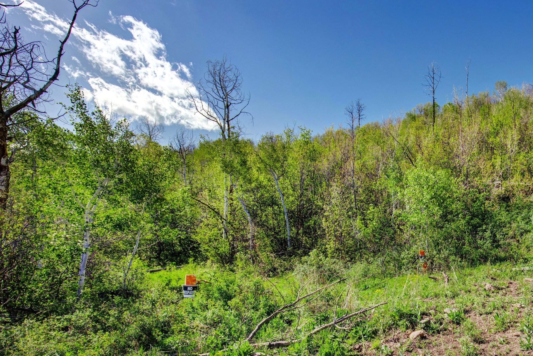  Wooded 5 acres No HOA - 物件實景