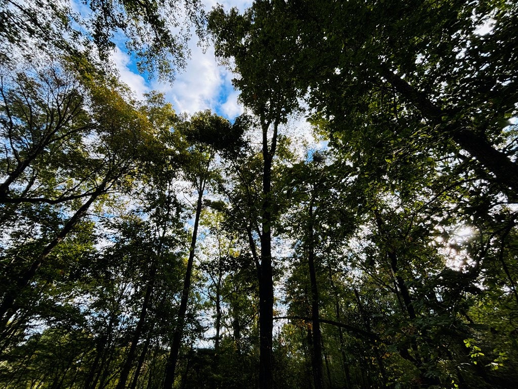 Abbeville, Georgia, 31001, United States, ,Land,For Sale,1975130