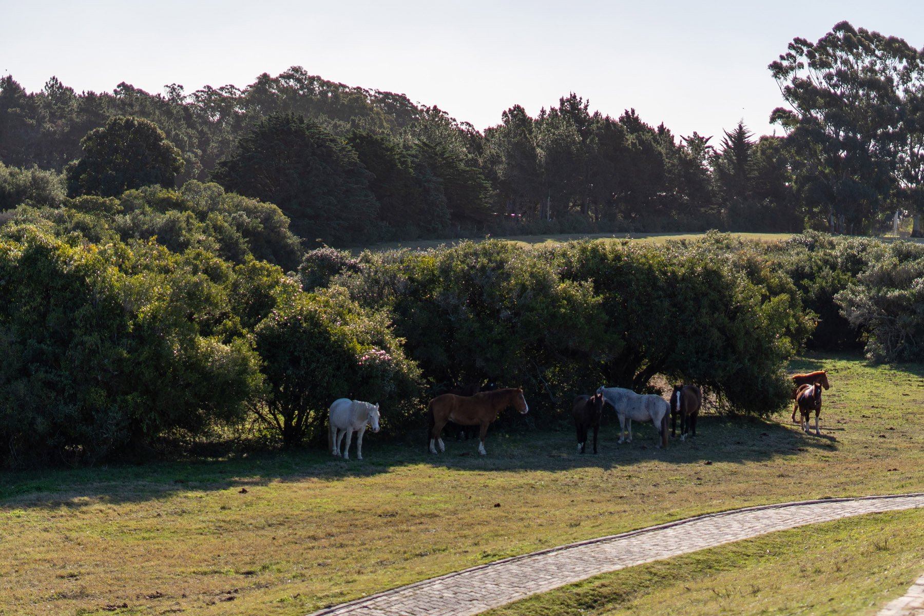  Magnificent Farm of 5 Hectares in José Ignacio - 物件實景