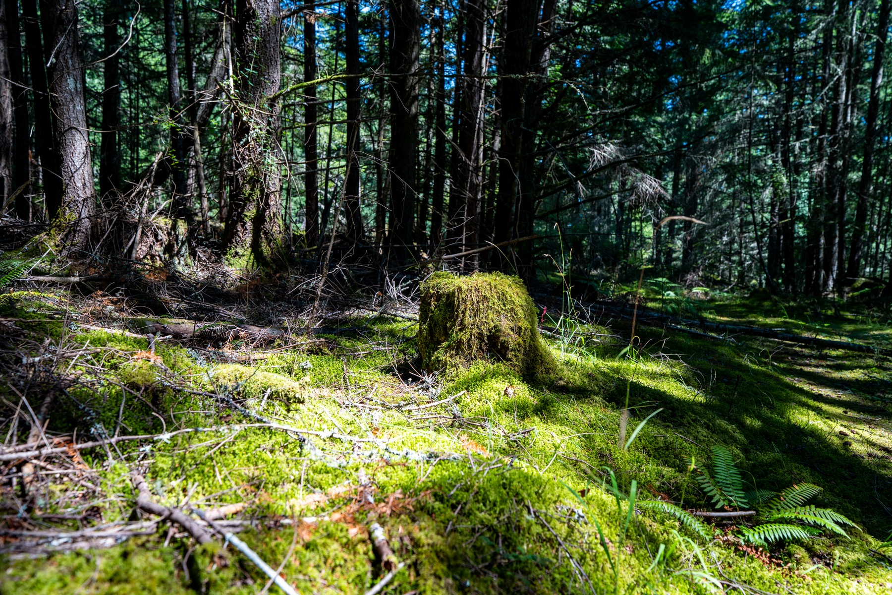  Hilltop Forest Retreat - 物件實景