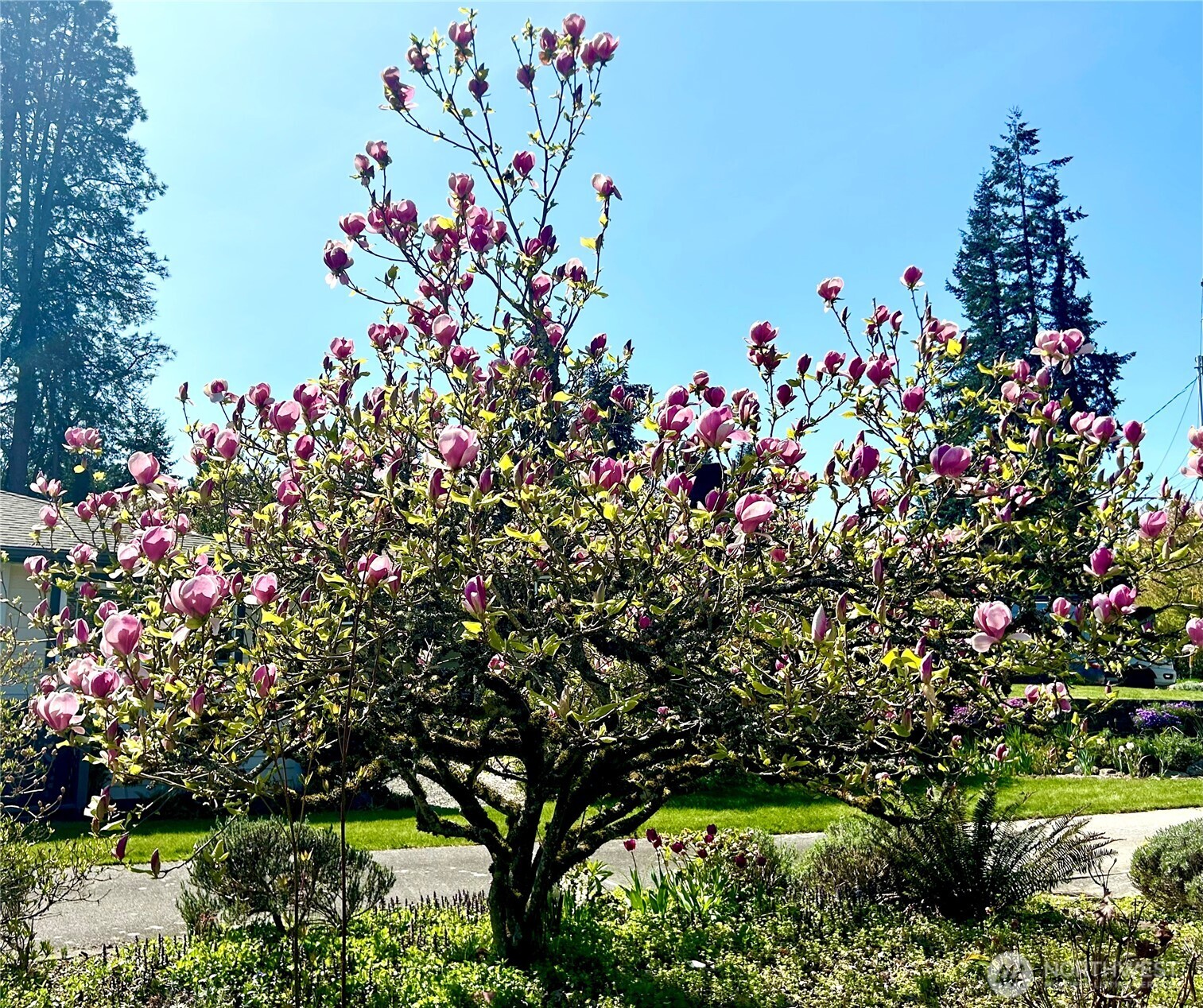 Bellevue, Washington, 98006, United States, 4 Bedrooms Bedrooms, ,1 BathroomBathrooms,Residential,For Sale,1913092