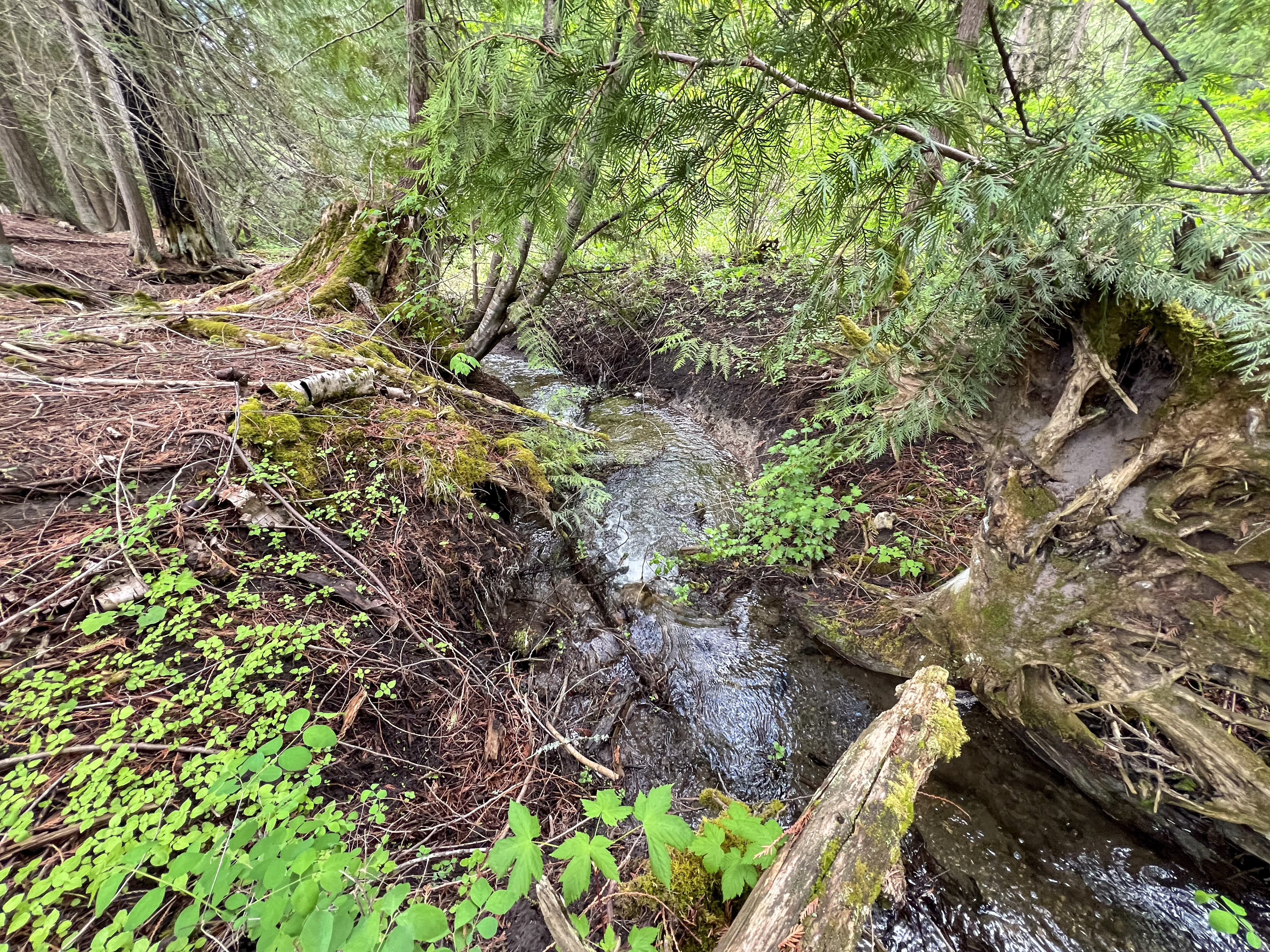 Kettle Falls, Washington, 99141, United States, 3 Bedrooms Bedrooms, ,2 BathroomsBathrooms,Residential,For Sale,1985709