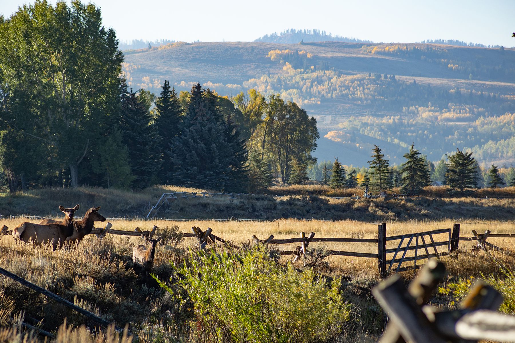  Wapiti Retreat - 物件實景