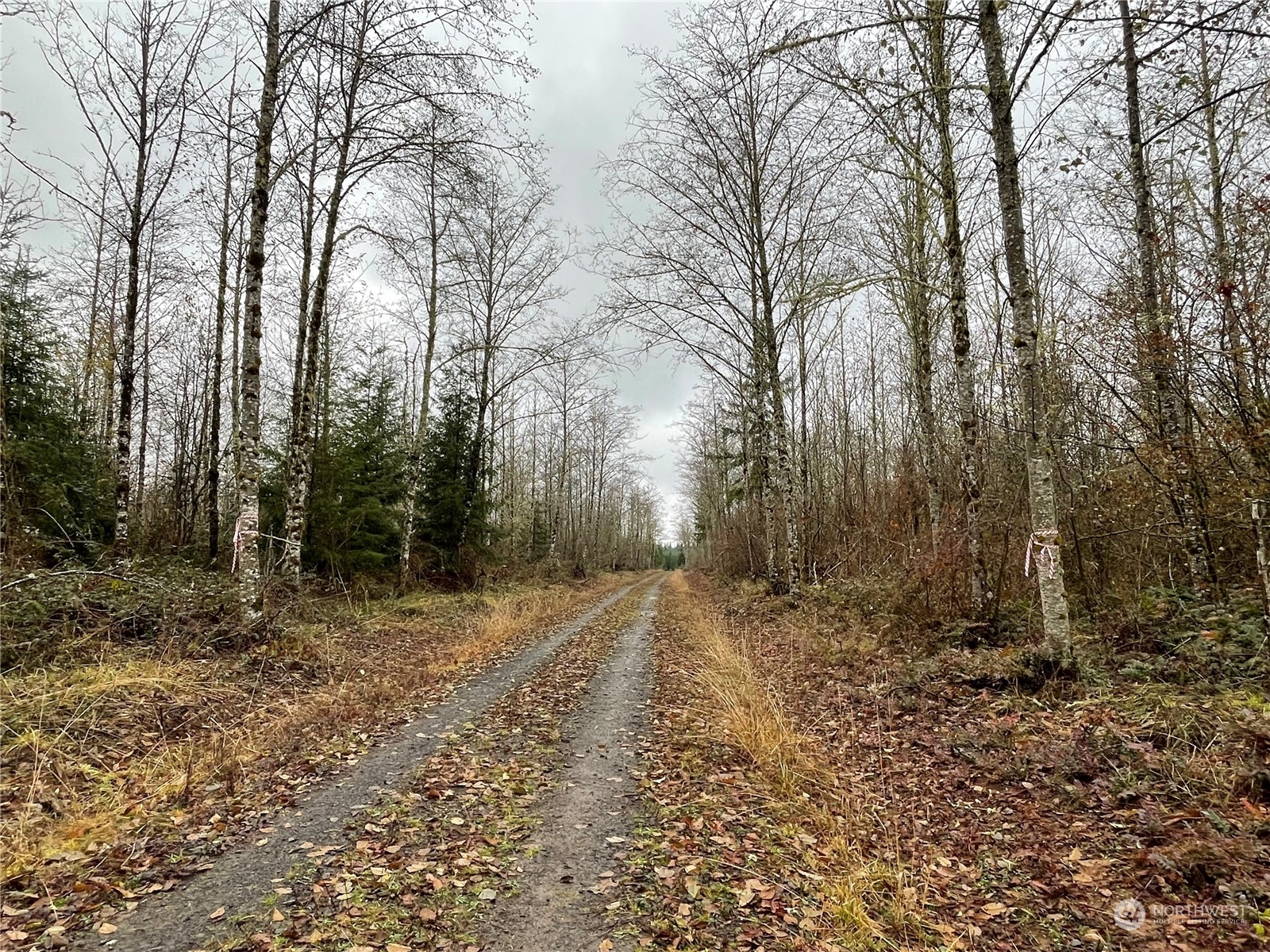 1 Xx Oppelt Road, Onalaska, Washington, 98570, United States, ,Land,For Sale,1 Xx Oppelt Road,1446946
