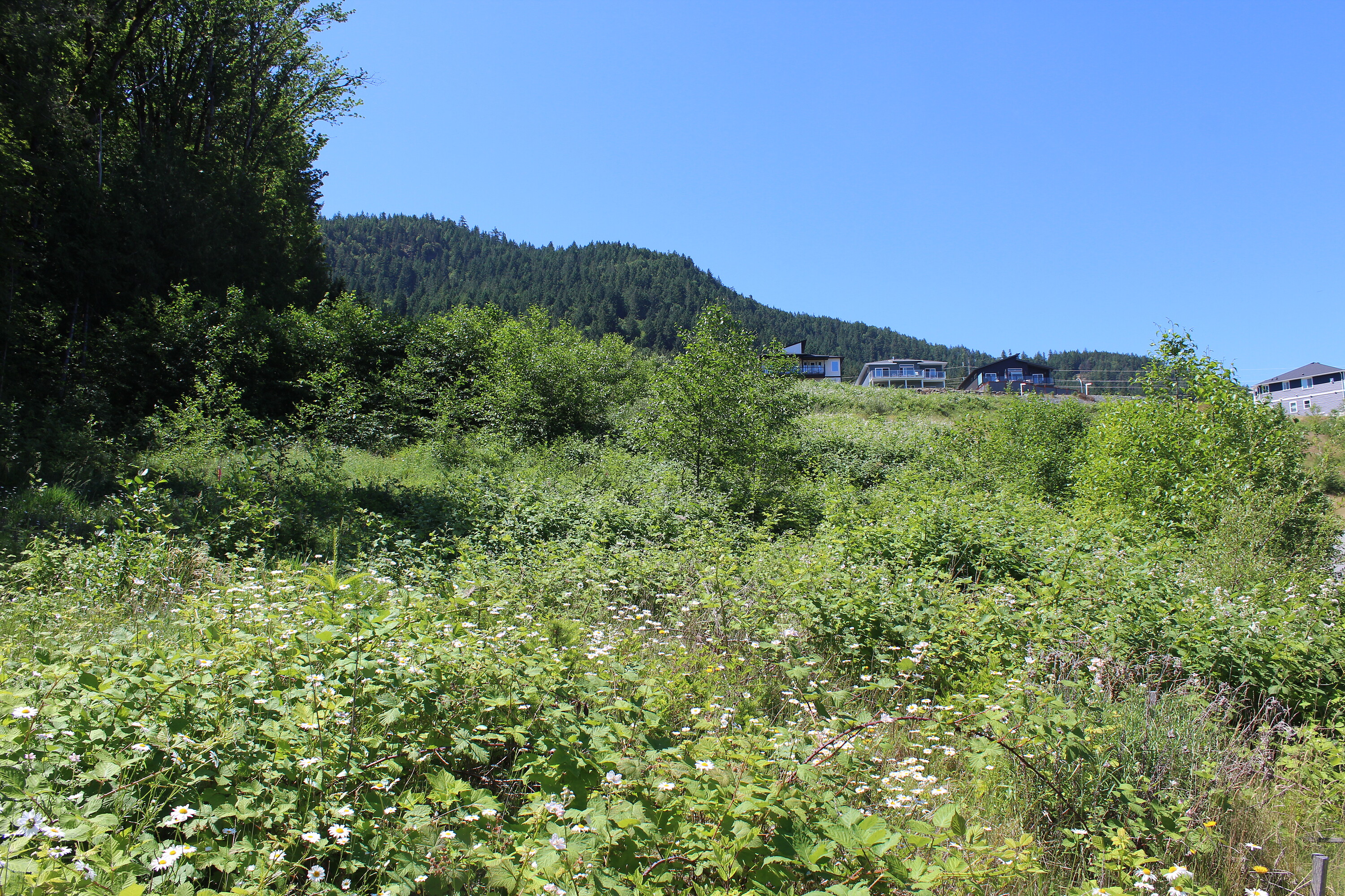  Development Lot in Ladysmith - 物件實景