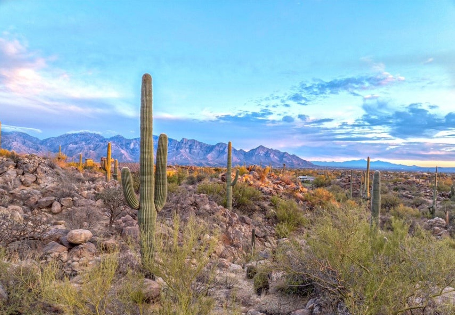  1178 Tortolita Mountain Circle 196¦Oro Valley, AZ - 物件實景
