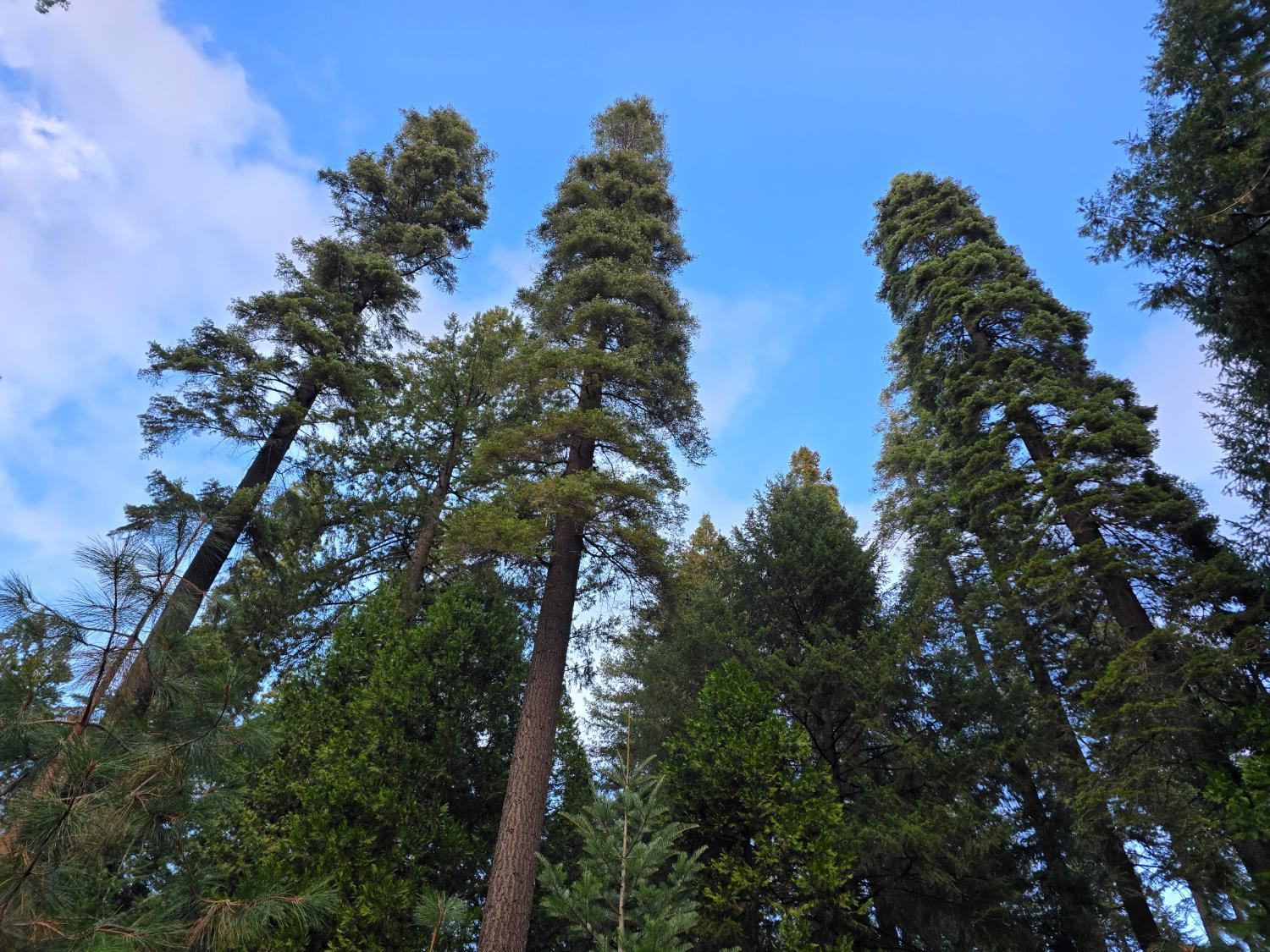 Pollock Pines, California, 95726, United States, ,Residential,For Sale,1982906