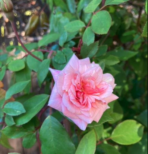 Los Altos, California, 94024, United States, 3 Bedrooms Bedrooms, ,2 BathroomsBathrooms,Residential,For Sale,1925689