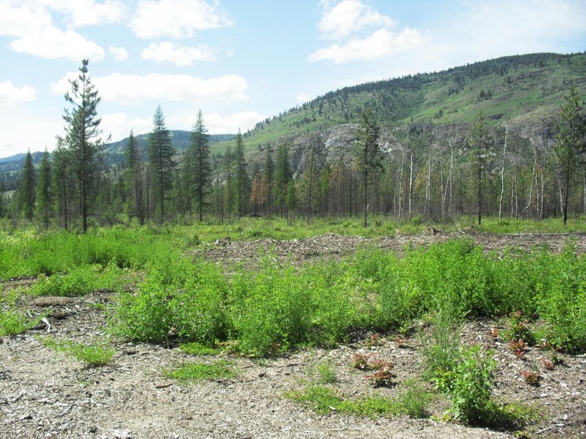 Northport, Washington, 99157, United States, ,Land,For Sale,1982244