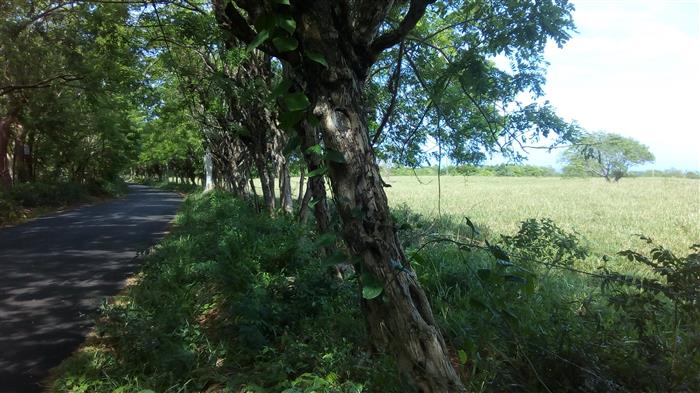 Sosua, DO, ,Land,For Sale,1622583