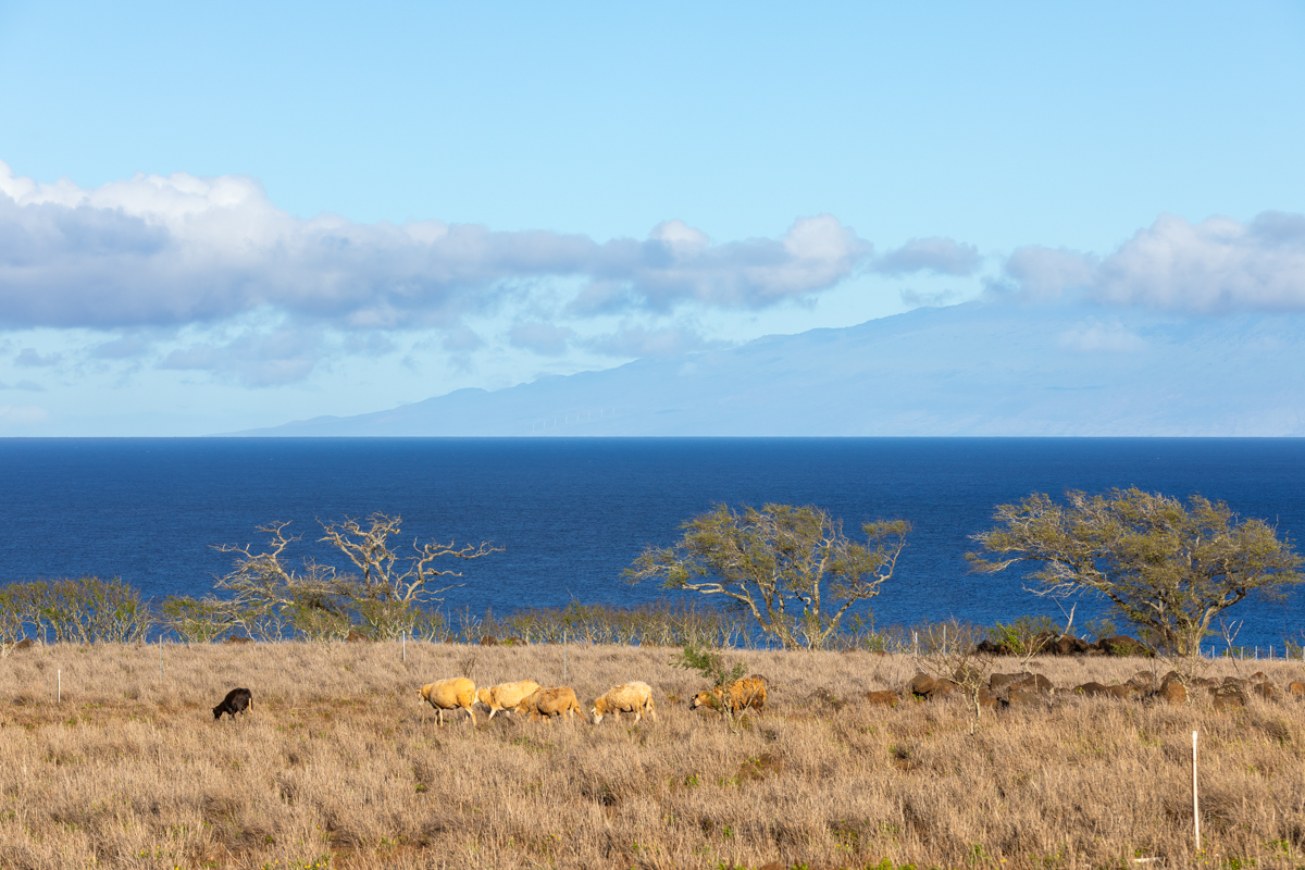 Hawi, Hawaii, 96719, United States, ,Land,For Sale,1997291
