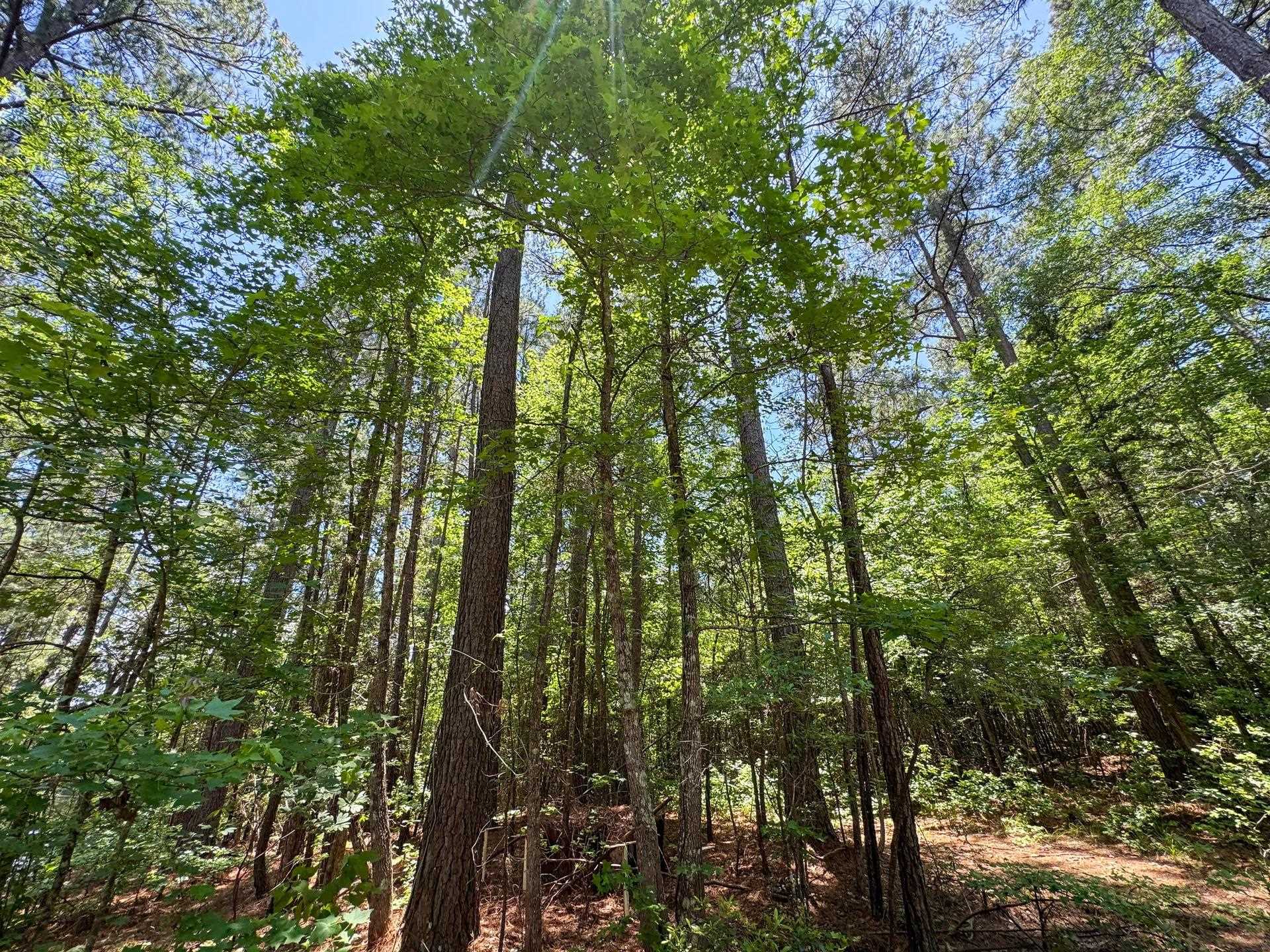 Douglassville, Texas, 75560, United States, ,Land,For Sale,2048006