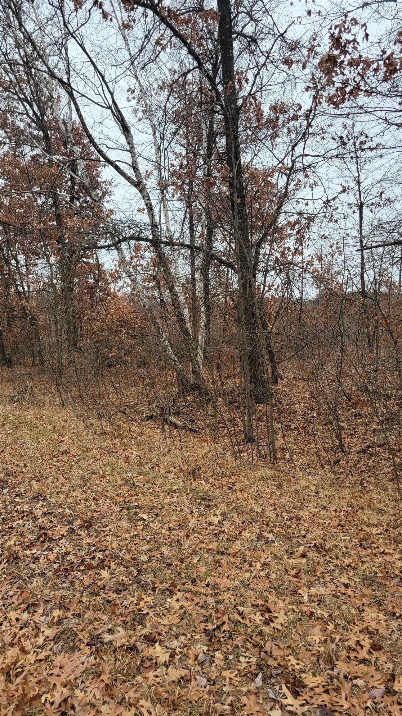 200 Acres Birch Lane, Nekoosa, Wisconsin, 54469, United States, ,Land,For Sale,200 Acres Birch Lane,1626792