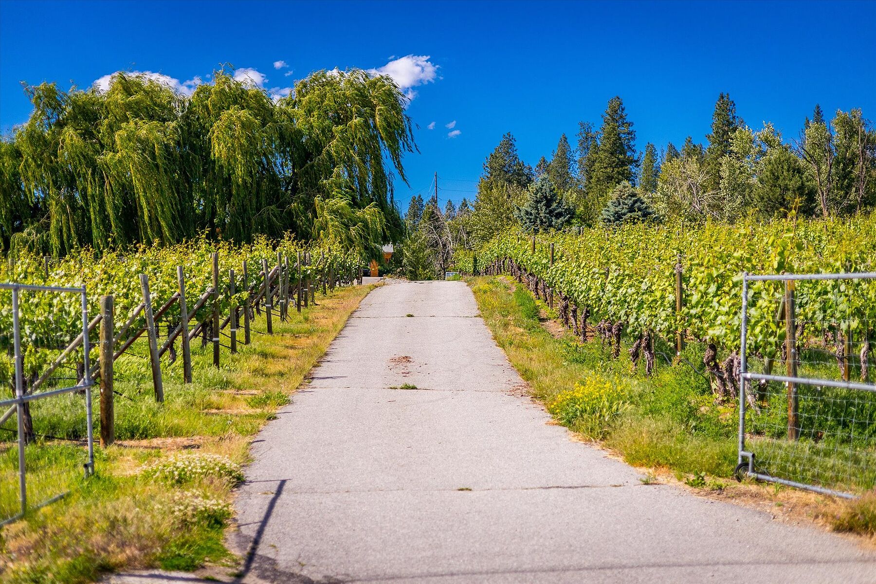  Multiple Homes on a Vineyard - 物件實景