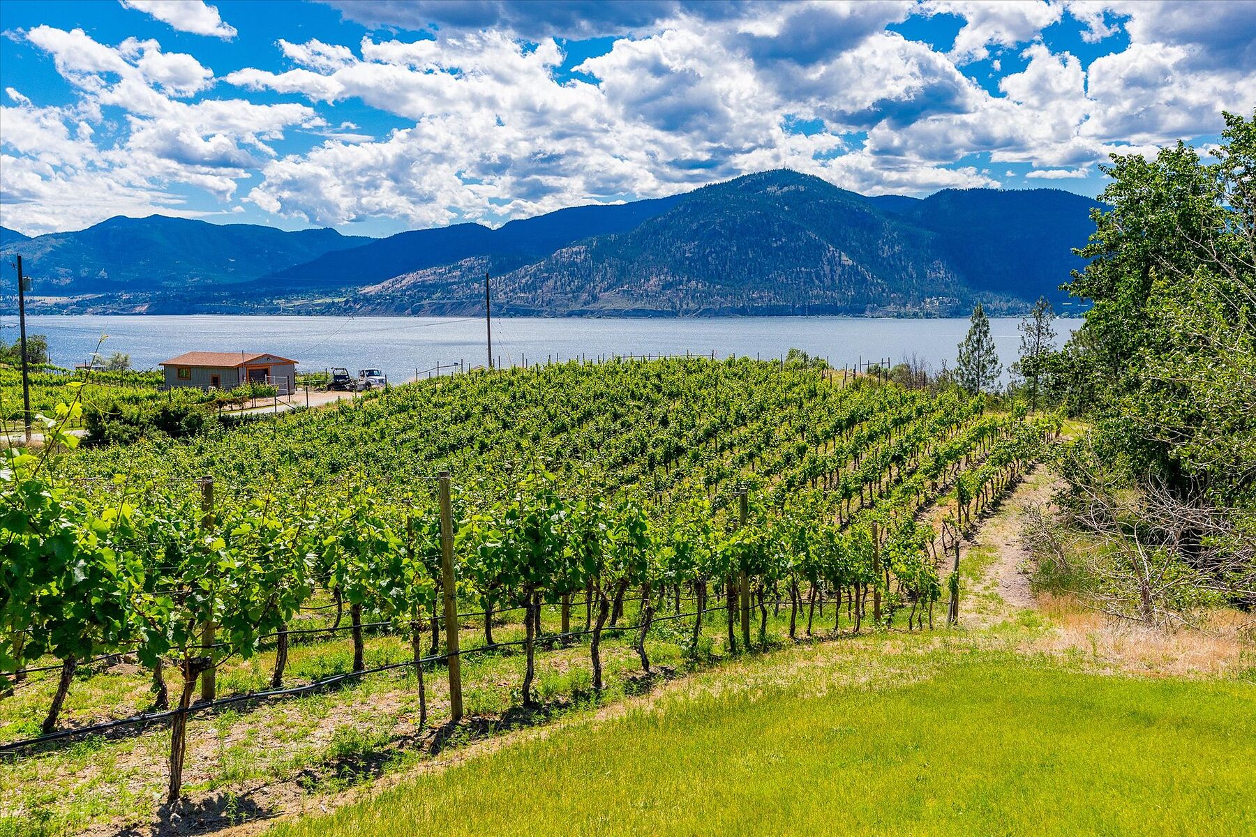  Multiple Homes on a Vineyard - 物件實景