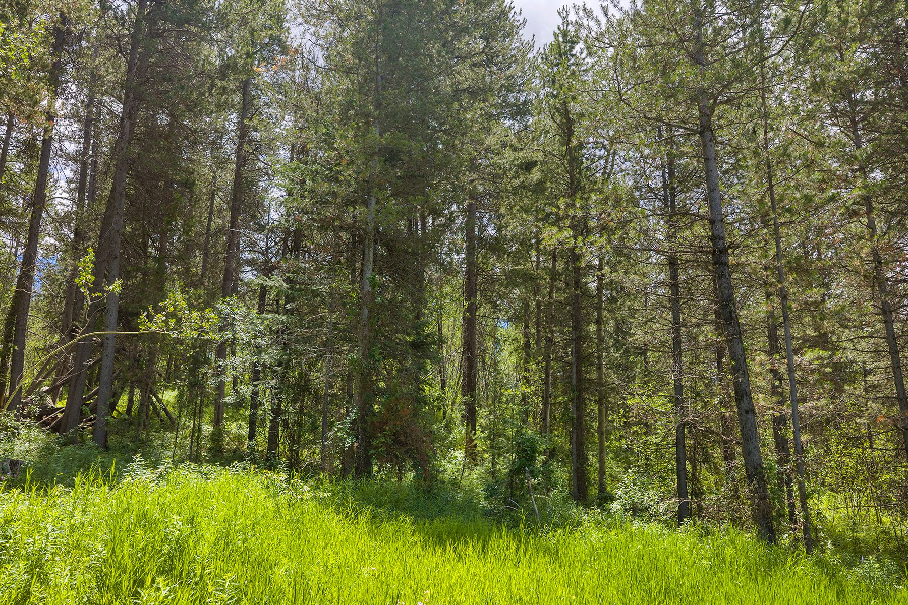  The Woodland at Grand Teton Estates - 物件實景