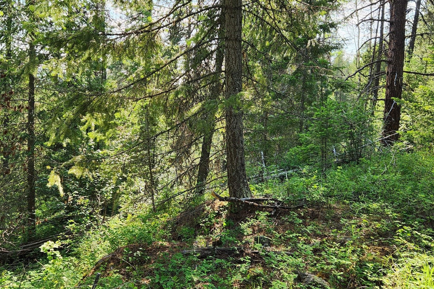  12 Forested Acres Priest Lake Idaho - 物件實景