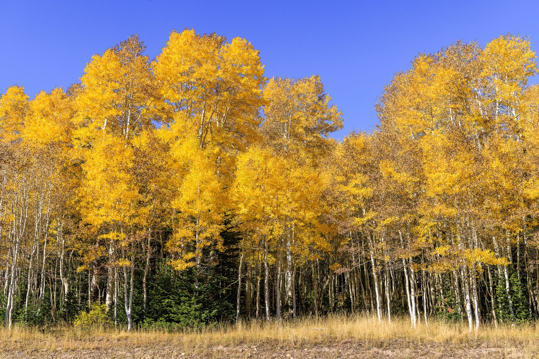  Incredible 28 Acre Estate Lot in the Colony at White Pine Canyon - 物件實景