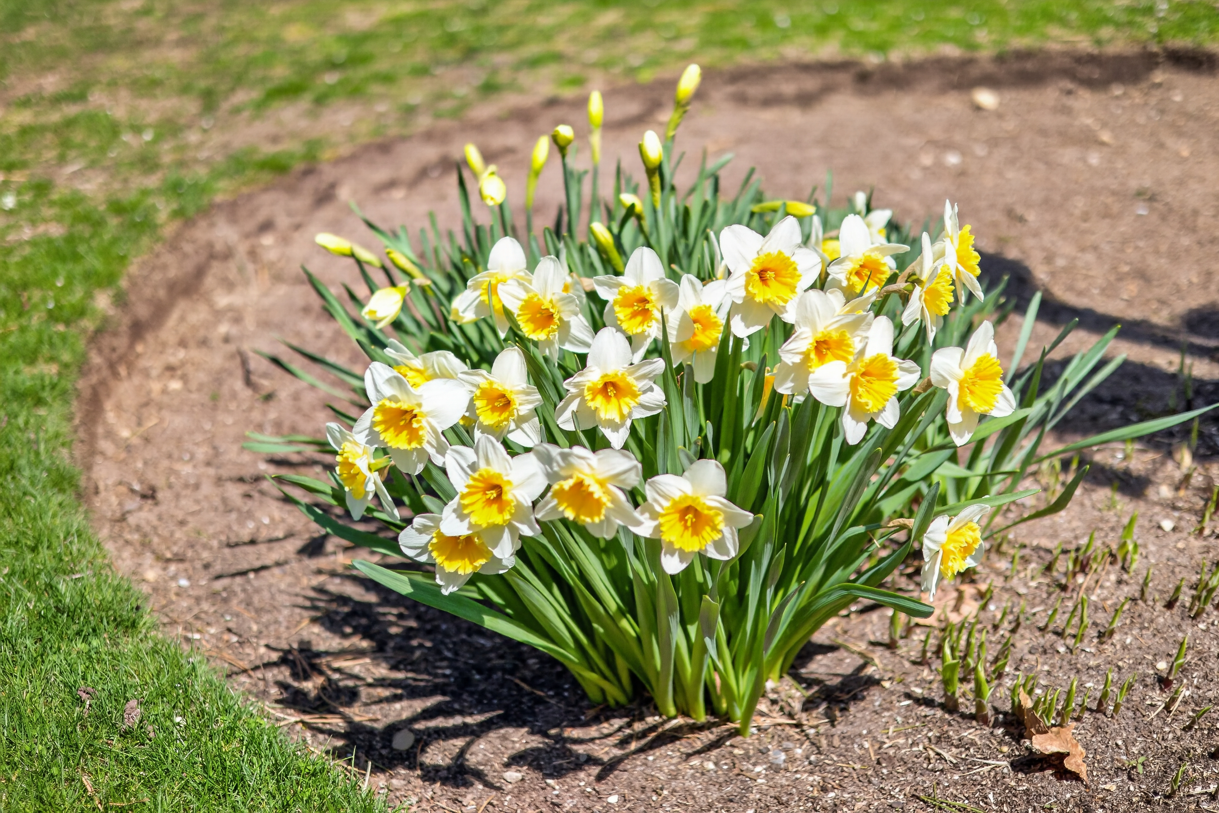  23 Dundee Circle, Harwich, MA, 02645 - 物件實景