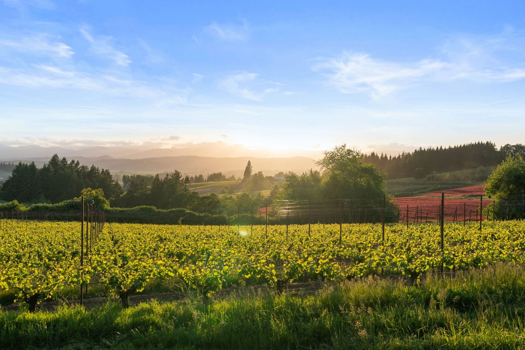  8810 NE BLACKBURN RD Yamhill, OR 97148 - 物件實景