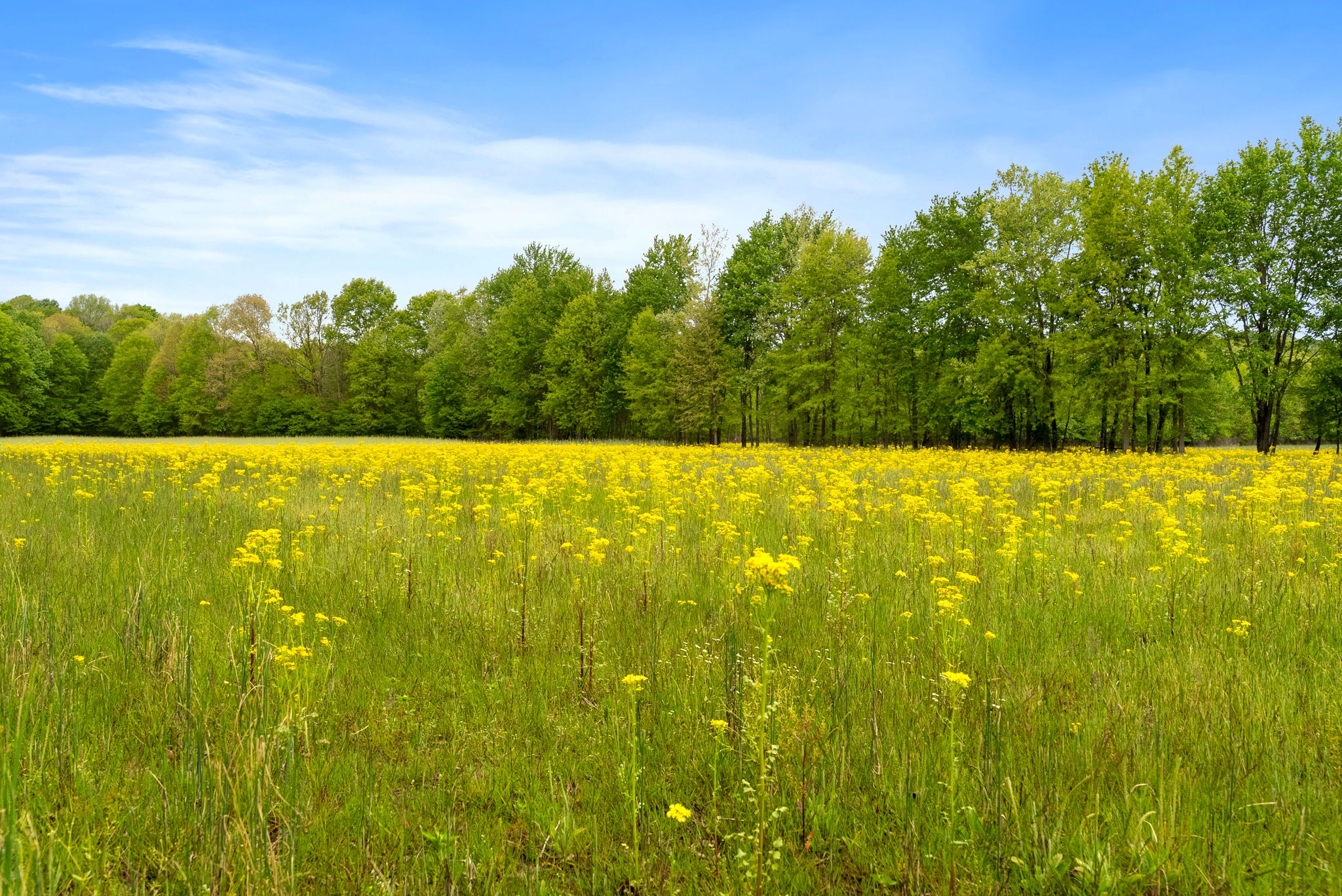 Rosedale, Indiana, 47874, United States, ,Land,For Sale,2049036