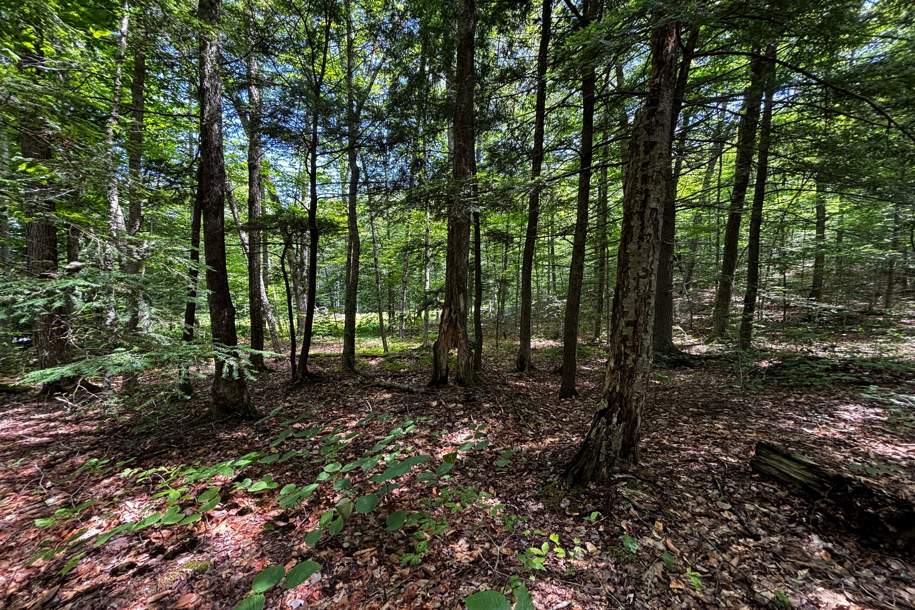  27 acres with close to Chester Village and Skiing - 物件實景