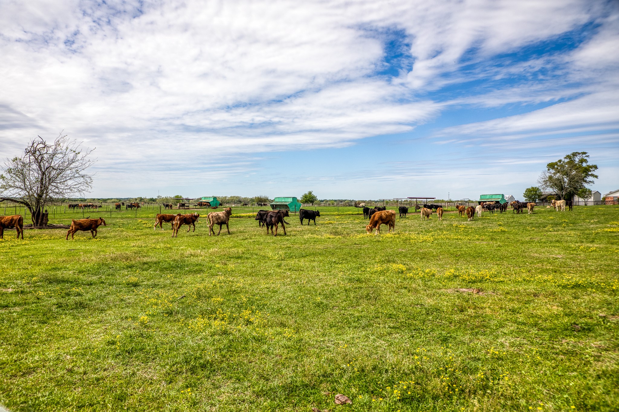  20751 Fm 1155, Washington, TX, 77880 - 物件實景