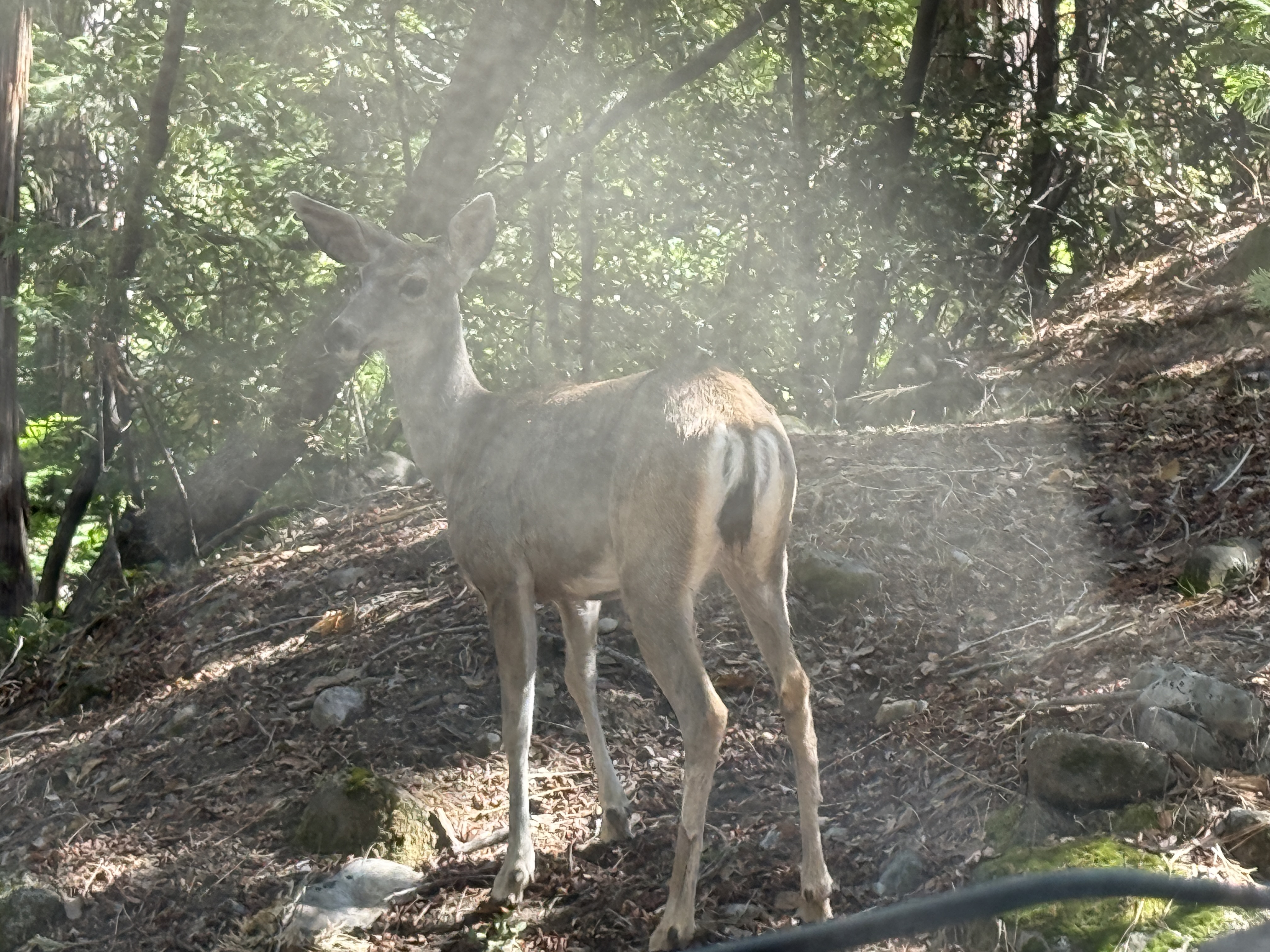Mariposa, California, 95338, United States, 3 Bedrooms Bedrooms, ,3 BathroomsBathrooms,Residential,For Sale,1973787