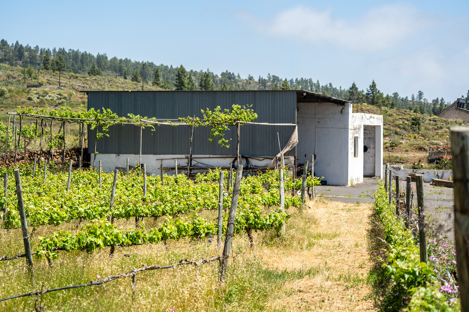  Traditional Agricultural Estate with Winery in Tenerife South - 物件實景