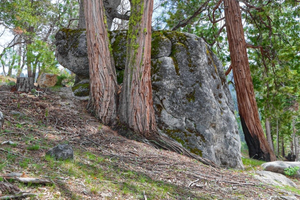Yosemite, California, 95389, United States, ,Residential,For Sale,1791701