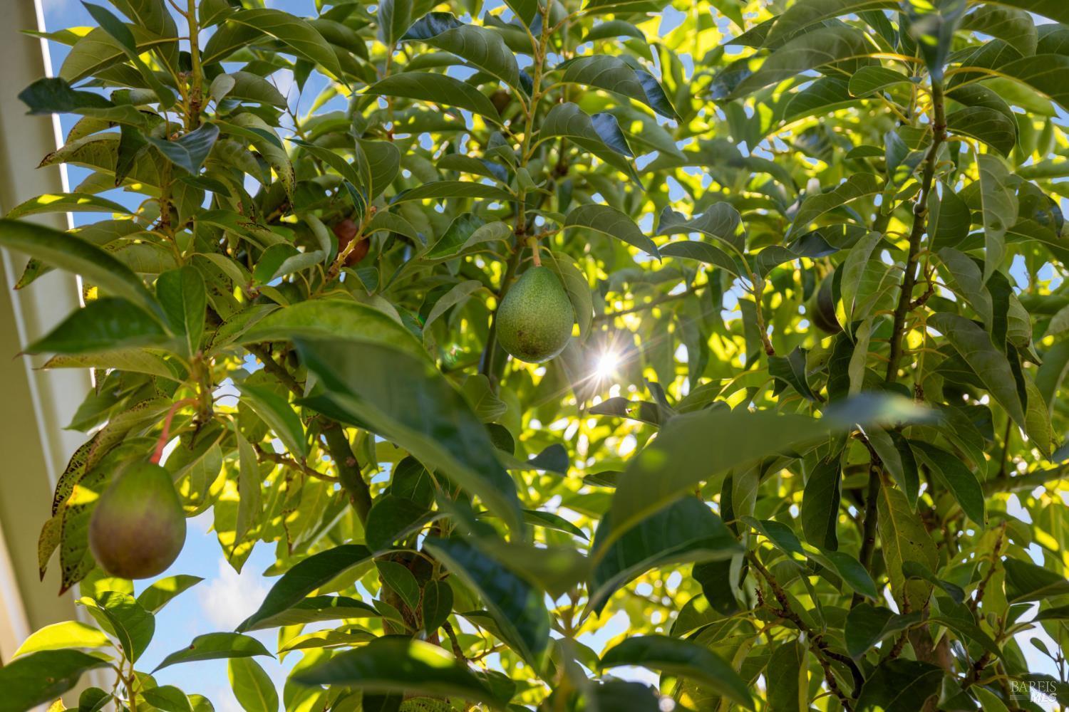 Santa Rosa, California, 95407, United States, 4 Bedrooms Bedrooms, ,3 BathroomsBathrooms,Residential,For Sale,1980026