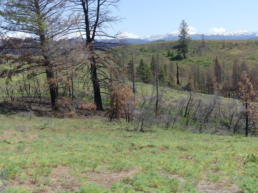 Indian Valley, Idaho, 83682, United States, ,Land,For Sale,1976667