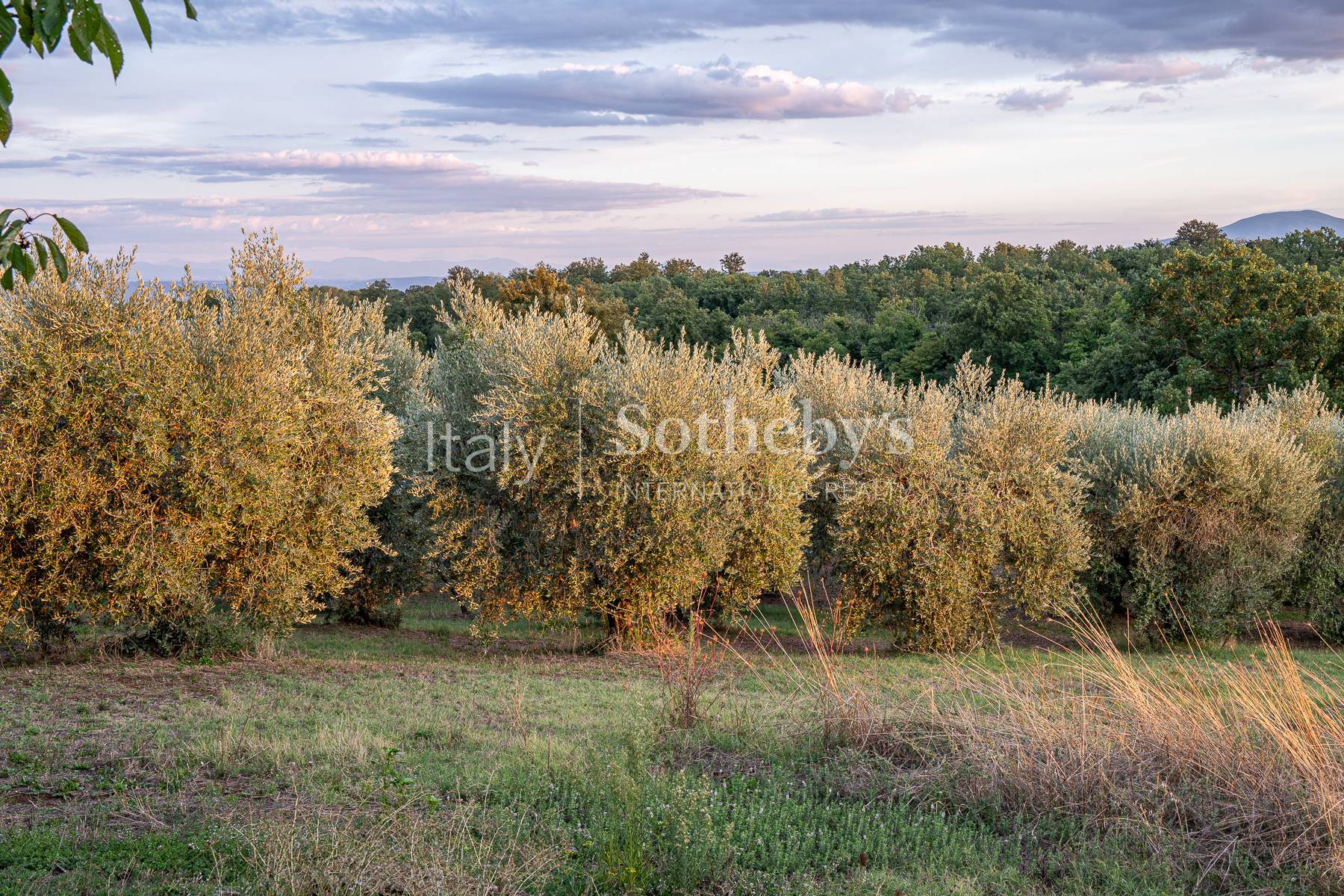  Historic farmhouses in the Italian Countryside near Orvieto - 物件實景