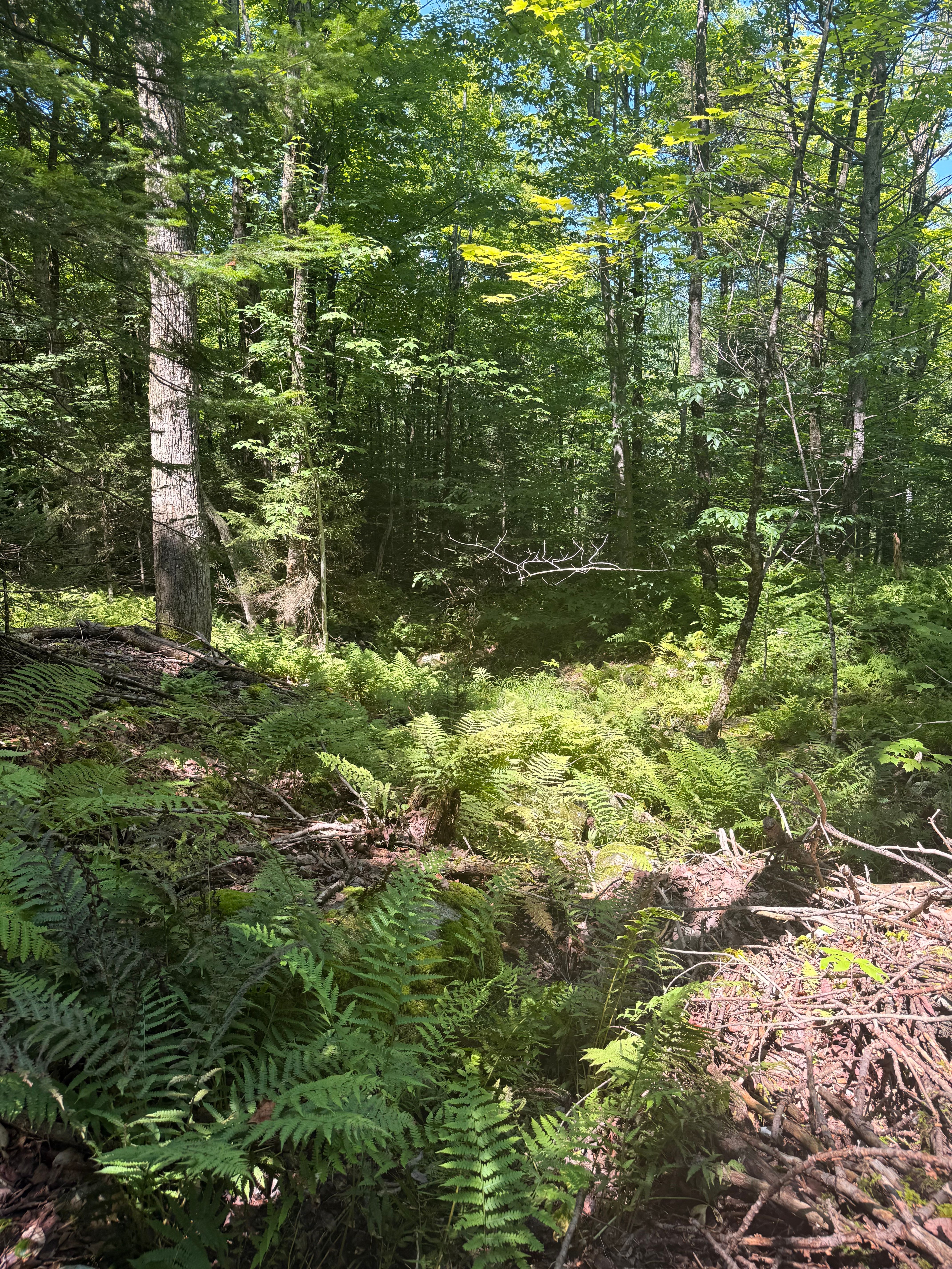  TBD Cook Road, St. Regis Falls, NY 12980 - 物件實景