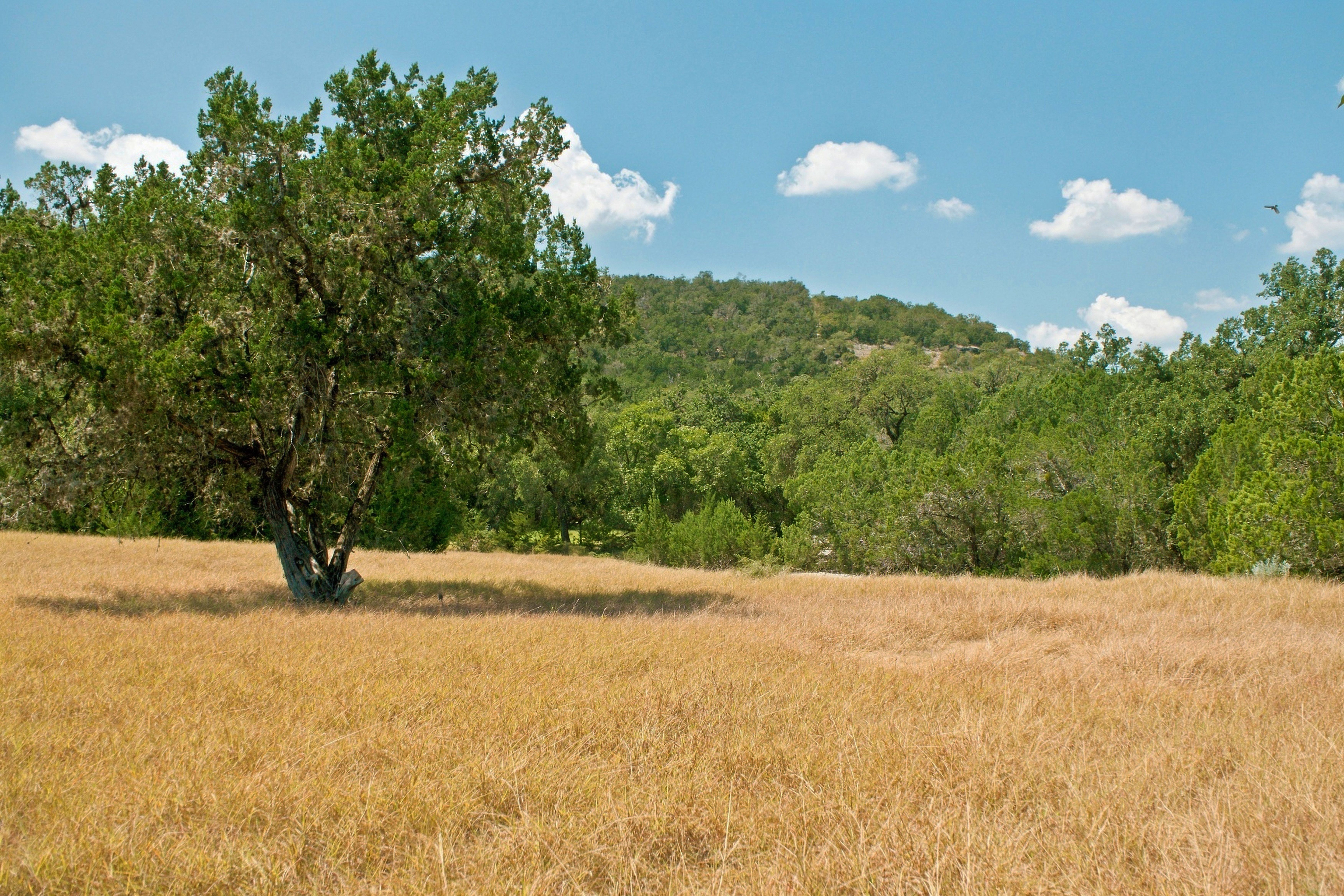 985+/- Acre 12 Springs Ranch - 物件實景