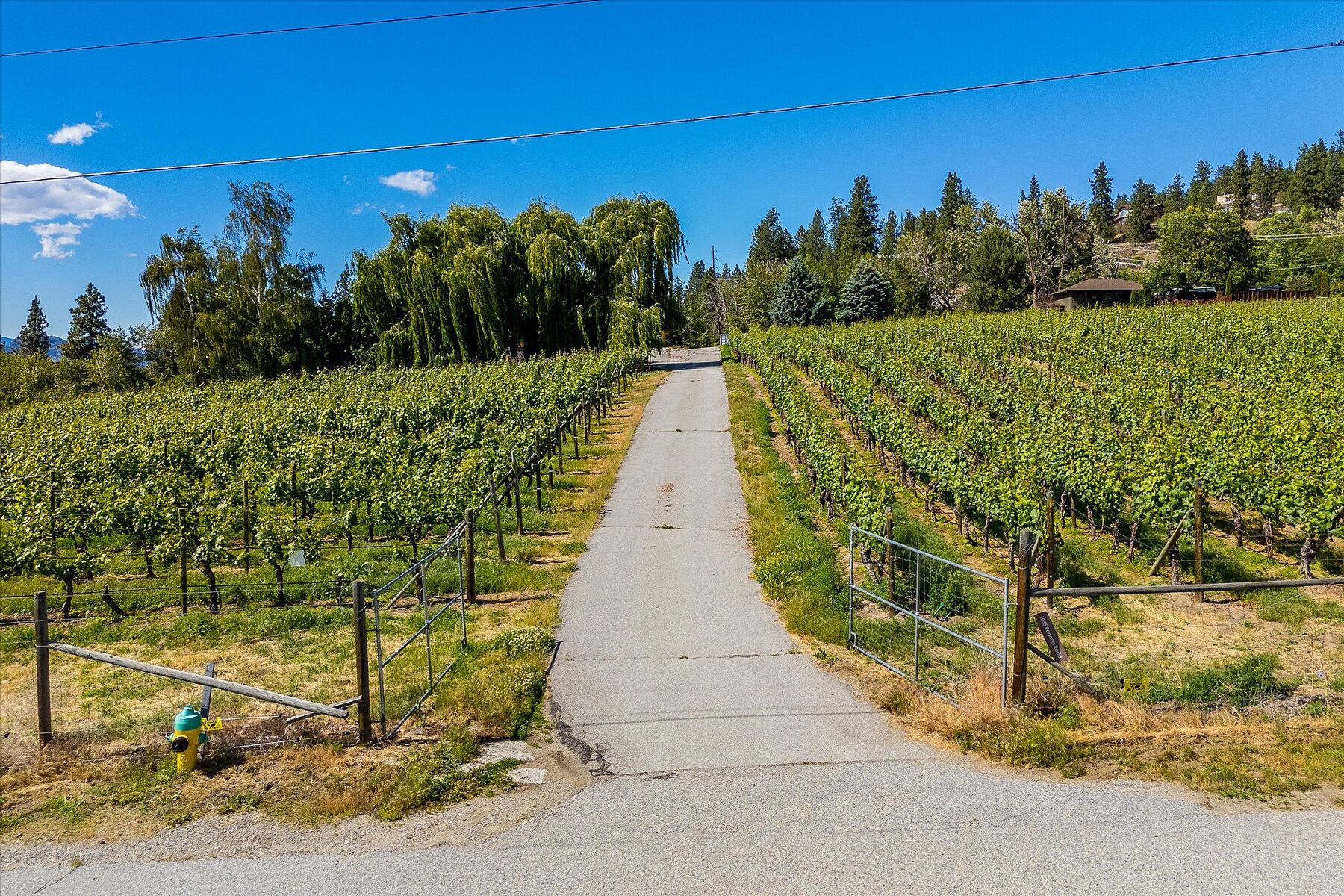  Multiple Homes on a Vineyard - 物件實景