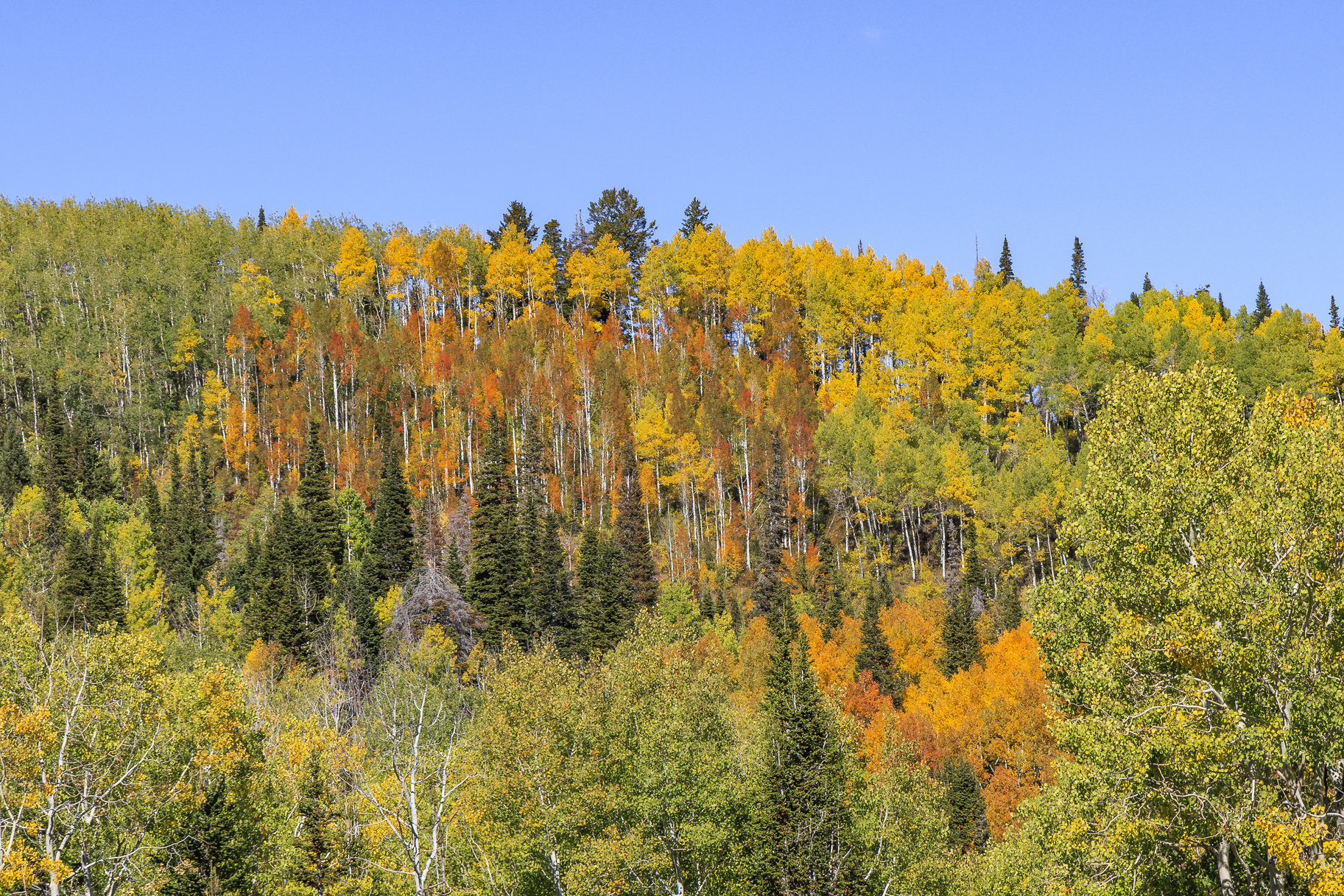  Incredible 28 Acre Estate Lot in the Colony at White Pine Canyon - 物件實景
