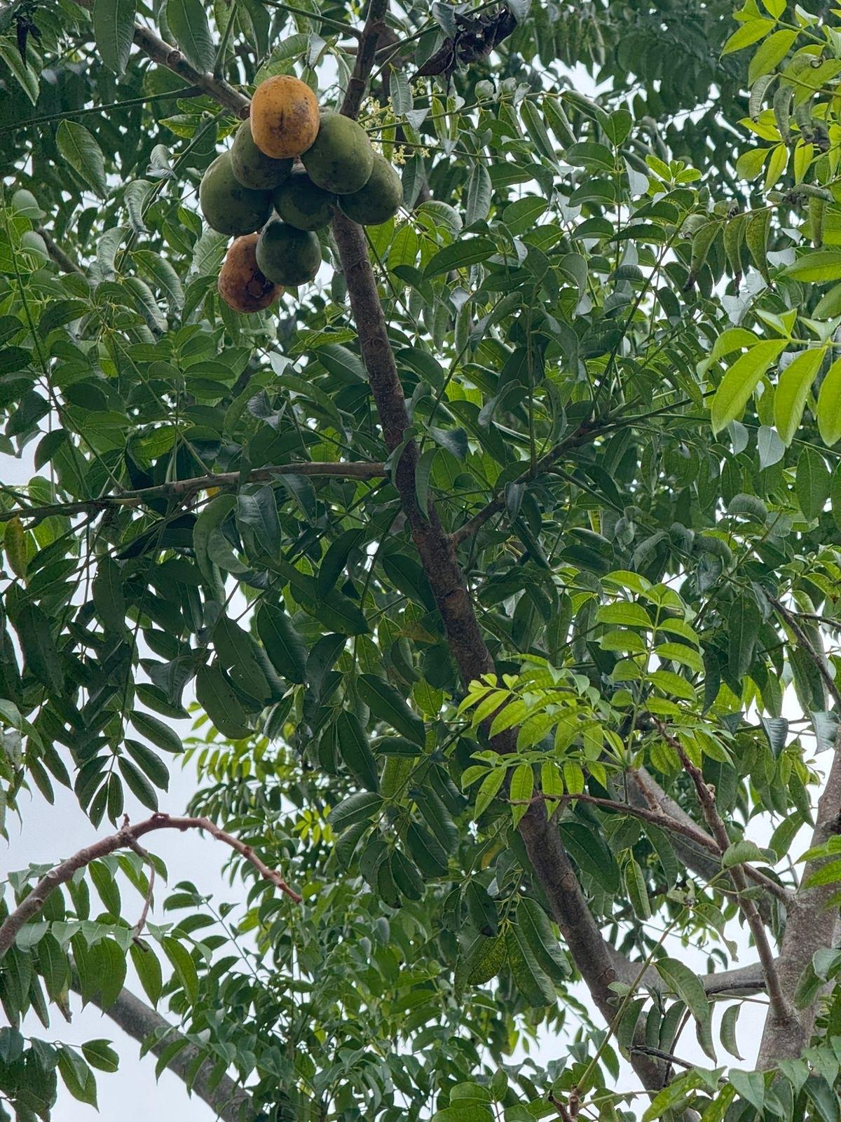 Westmoreland, JM, 4 Bedrooms Bedrooms, ,4 BathroomsBathrooms,Residential,For Sale,1959398