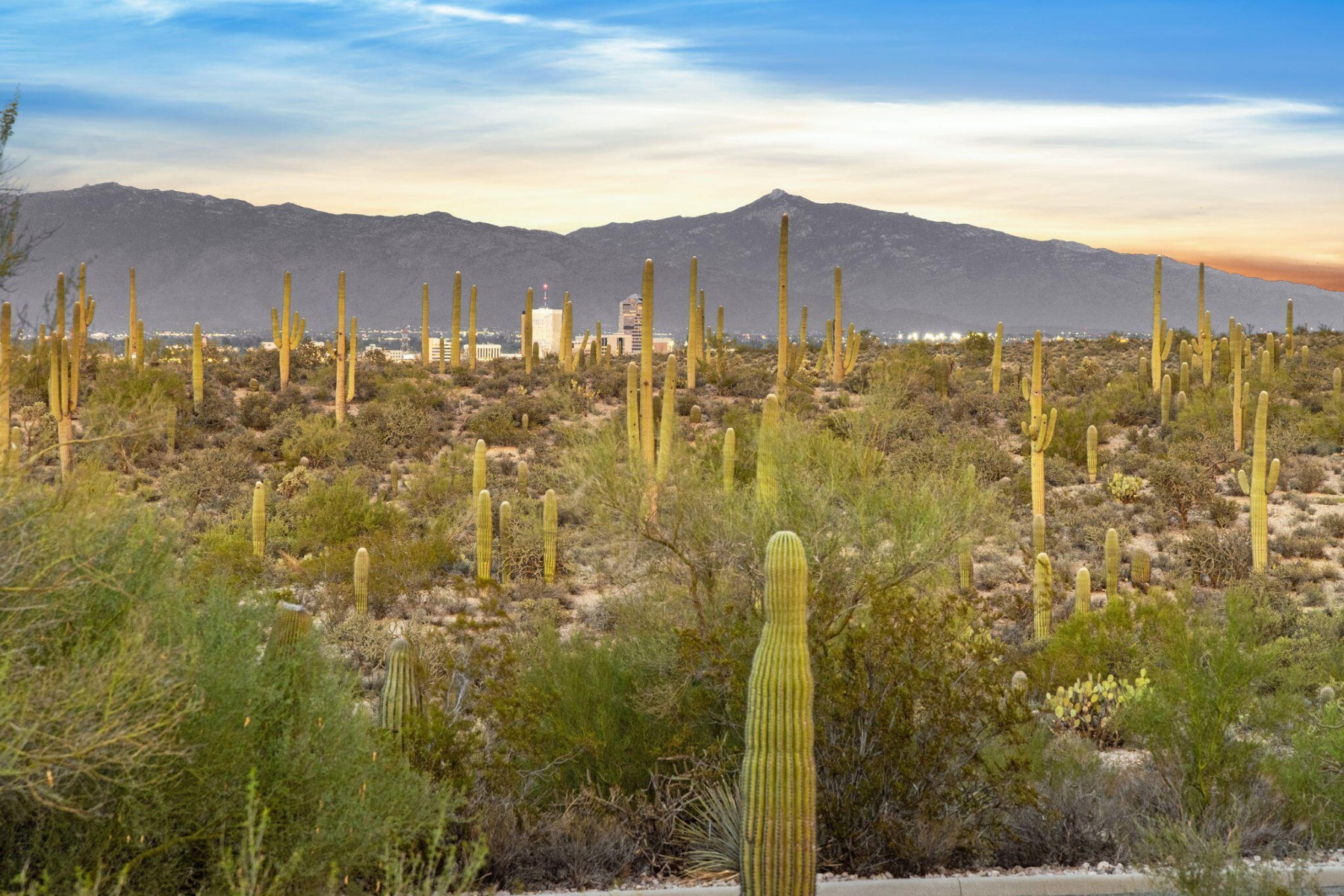  2943 W Encelia Court¦Tucson, AZ - 物件實景