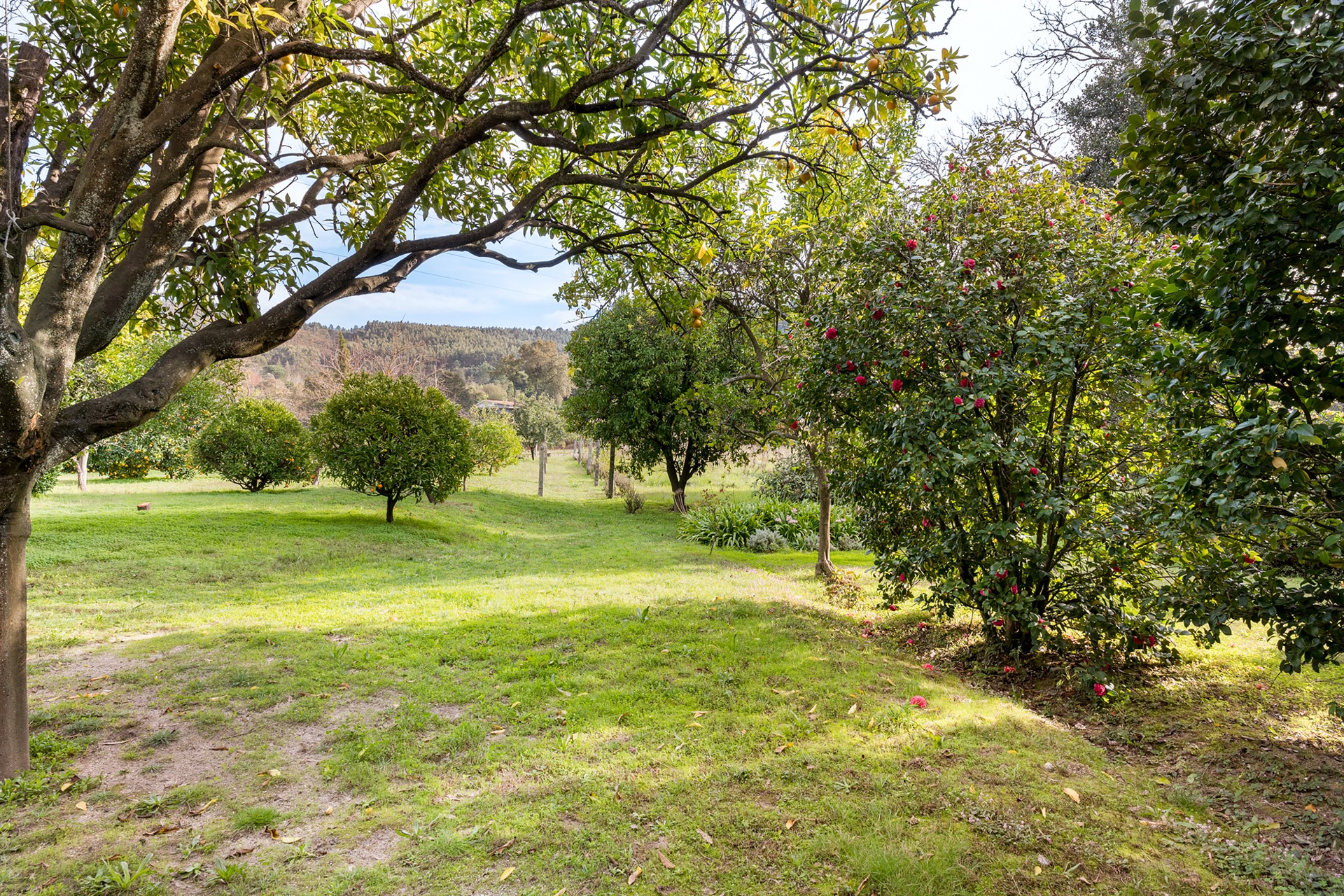  Farm, 6 bedrooms, for Sale - 物件實景