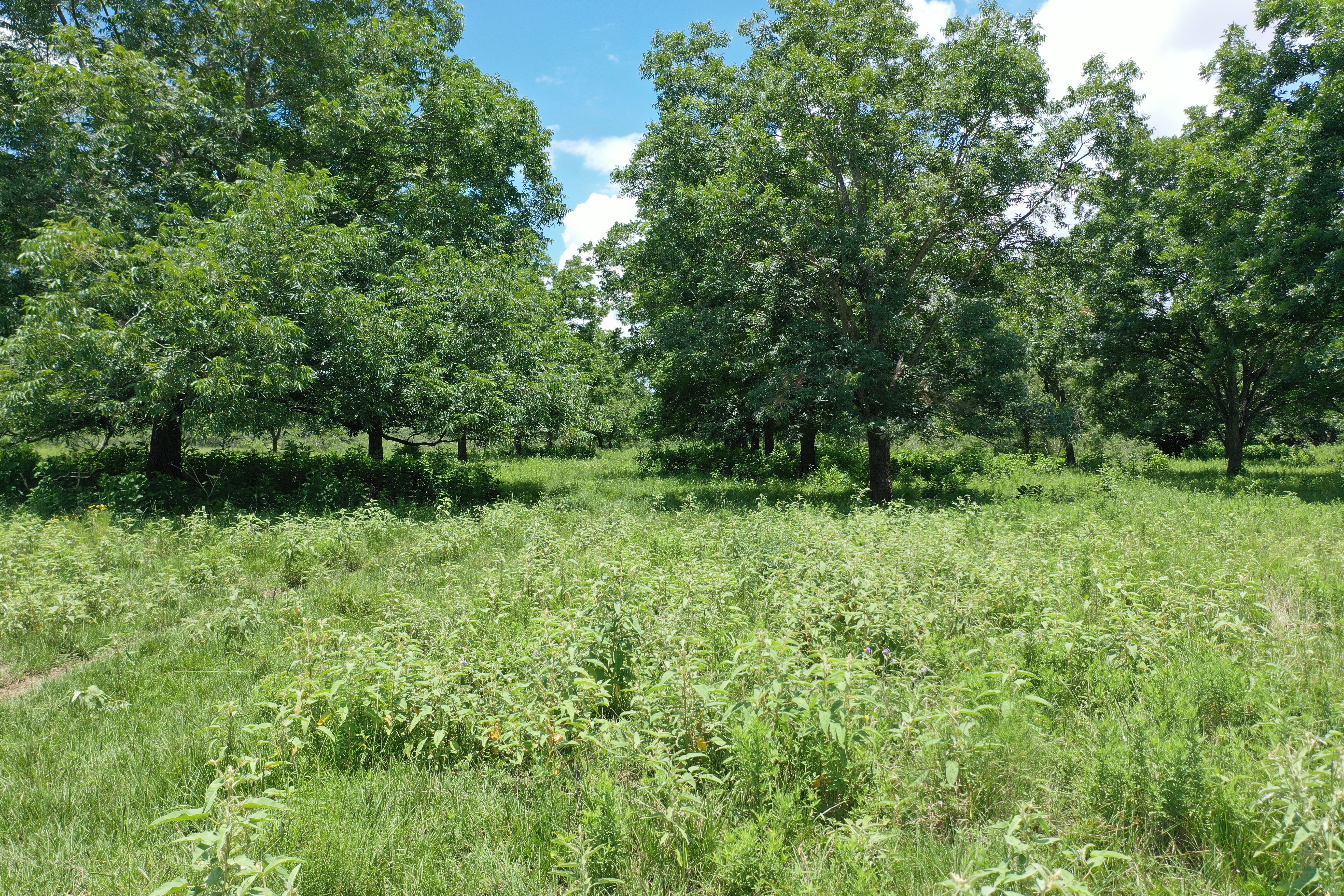  Buck Branch Ranch - 物件實景