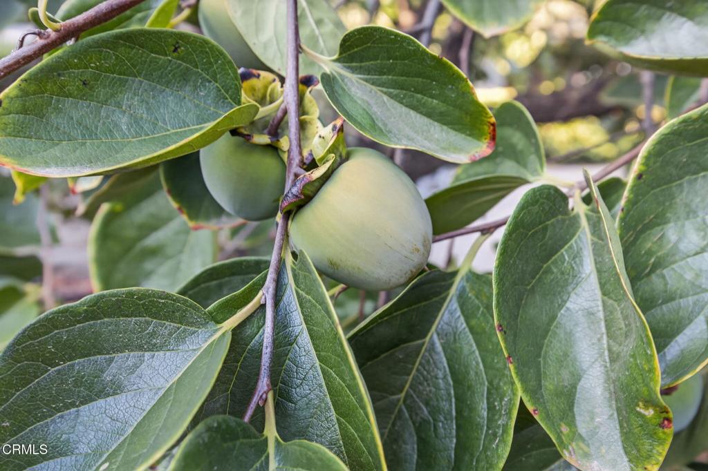 Ojai, California, 93023, United States, 4 Bedrooms Bedrooms, ,3 BathroomsBathrooms,Residential,For Sale,1989164