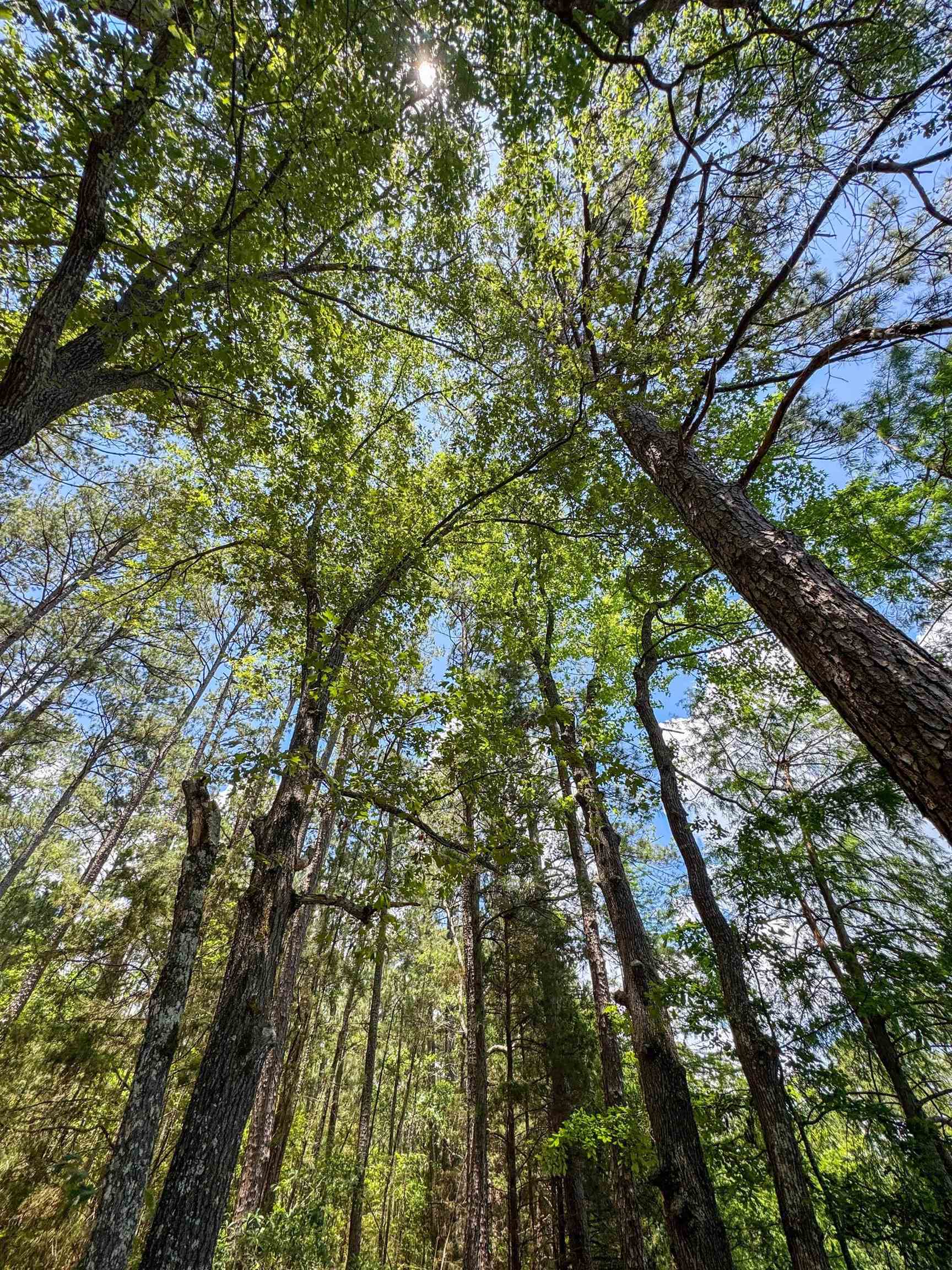 Douglassville, Texas, 75560, United States, ,Land,For Sale,2048006