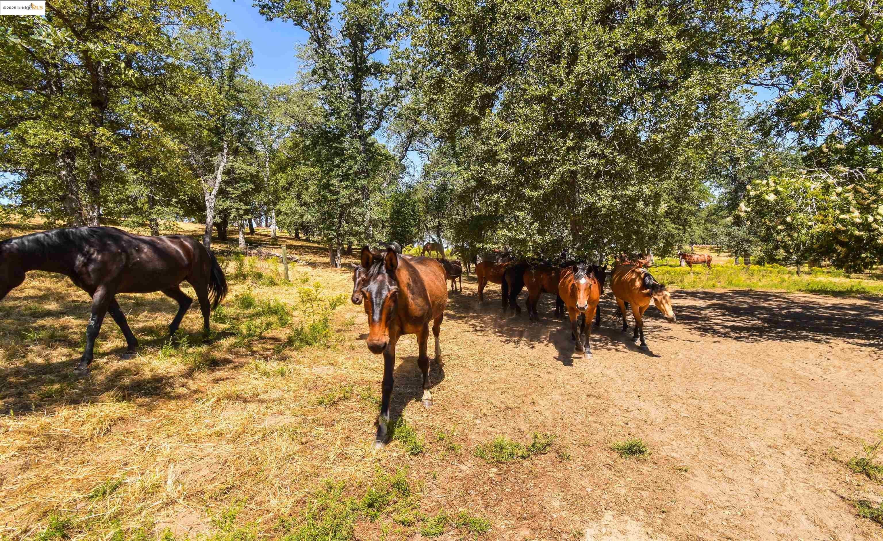 Sonora, California, 95370, United States, 4 Bedrooms Bedrooms, ,4 BathroomsBathrooms,Residential,For Sale,1846980