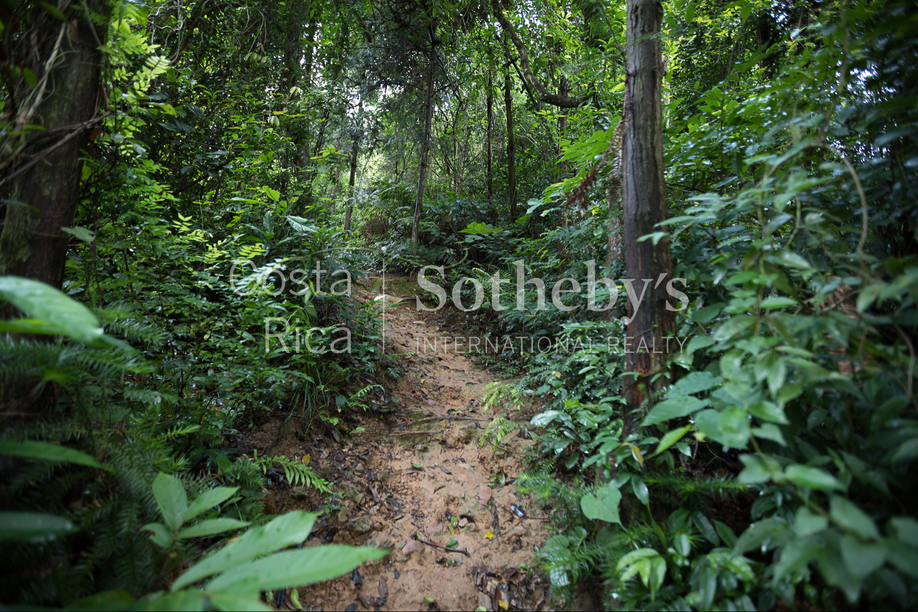  300ha Conservation of Tropical Rainforest - 物件實景