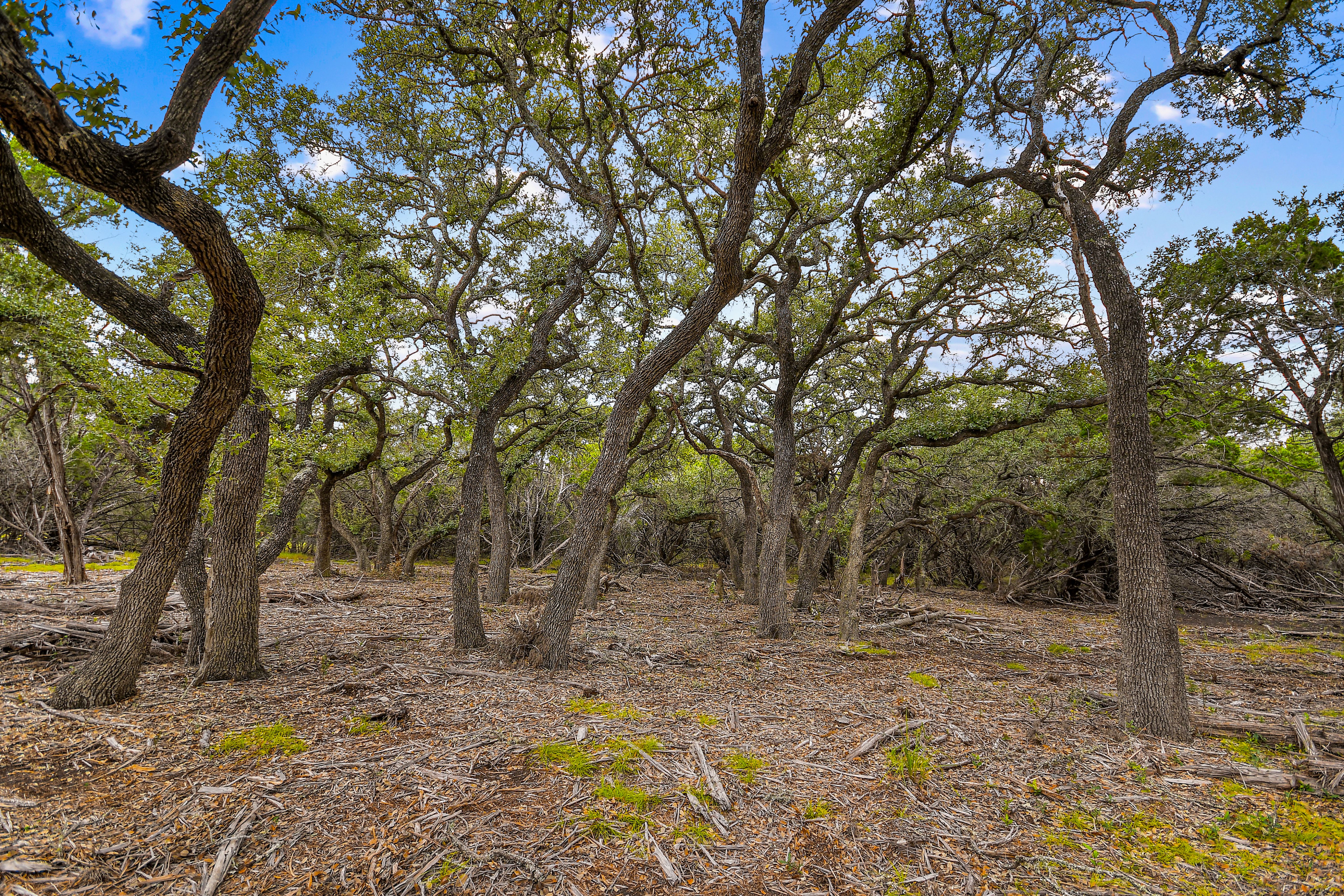  TBD Hwy 46 / Madrona Ranch Road, Pipe Creek, TX 78063 - 物件實景