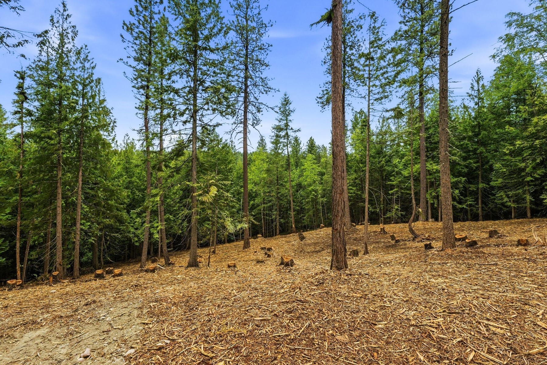  East of Clark Fork - 物件實景