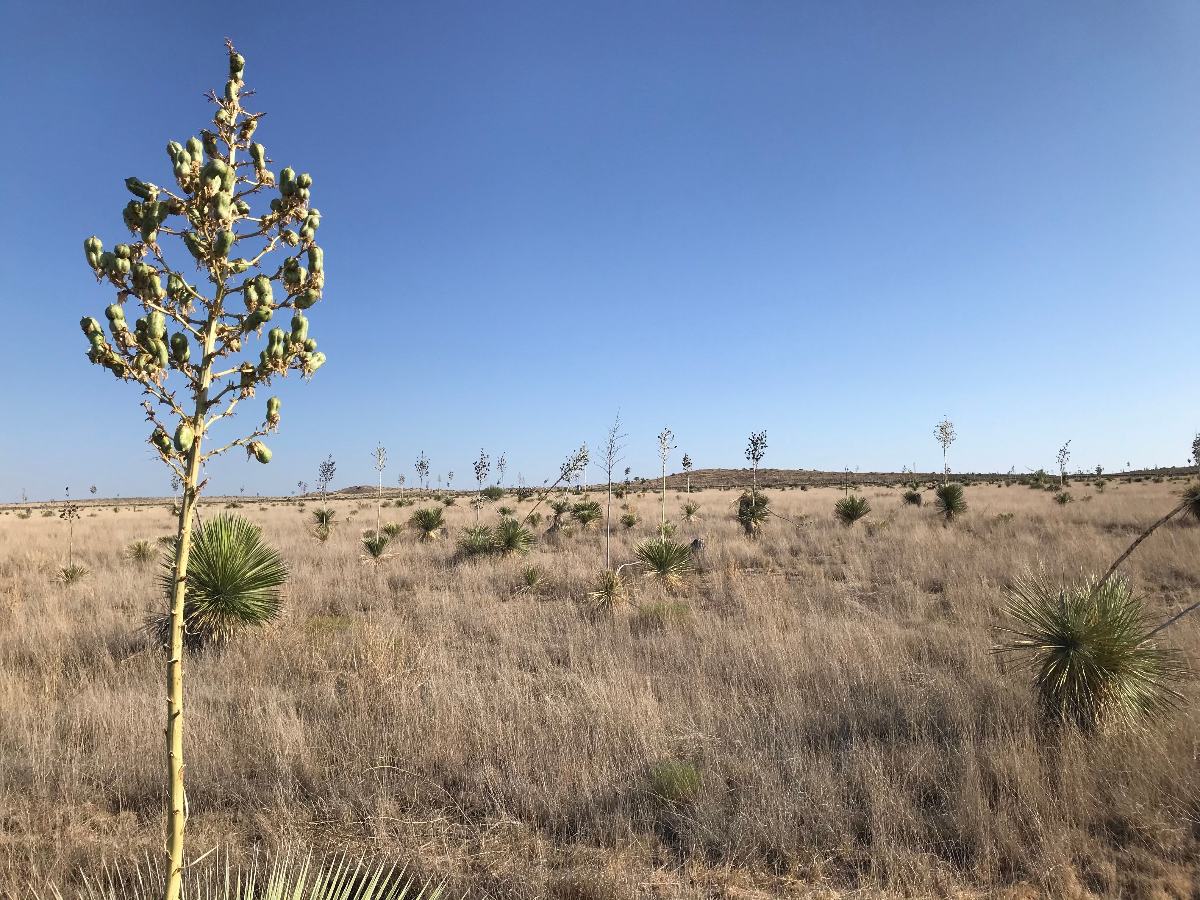  18311 Hwy 90, Marfa, TX 79843 - 物件實景