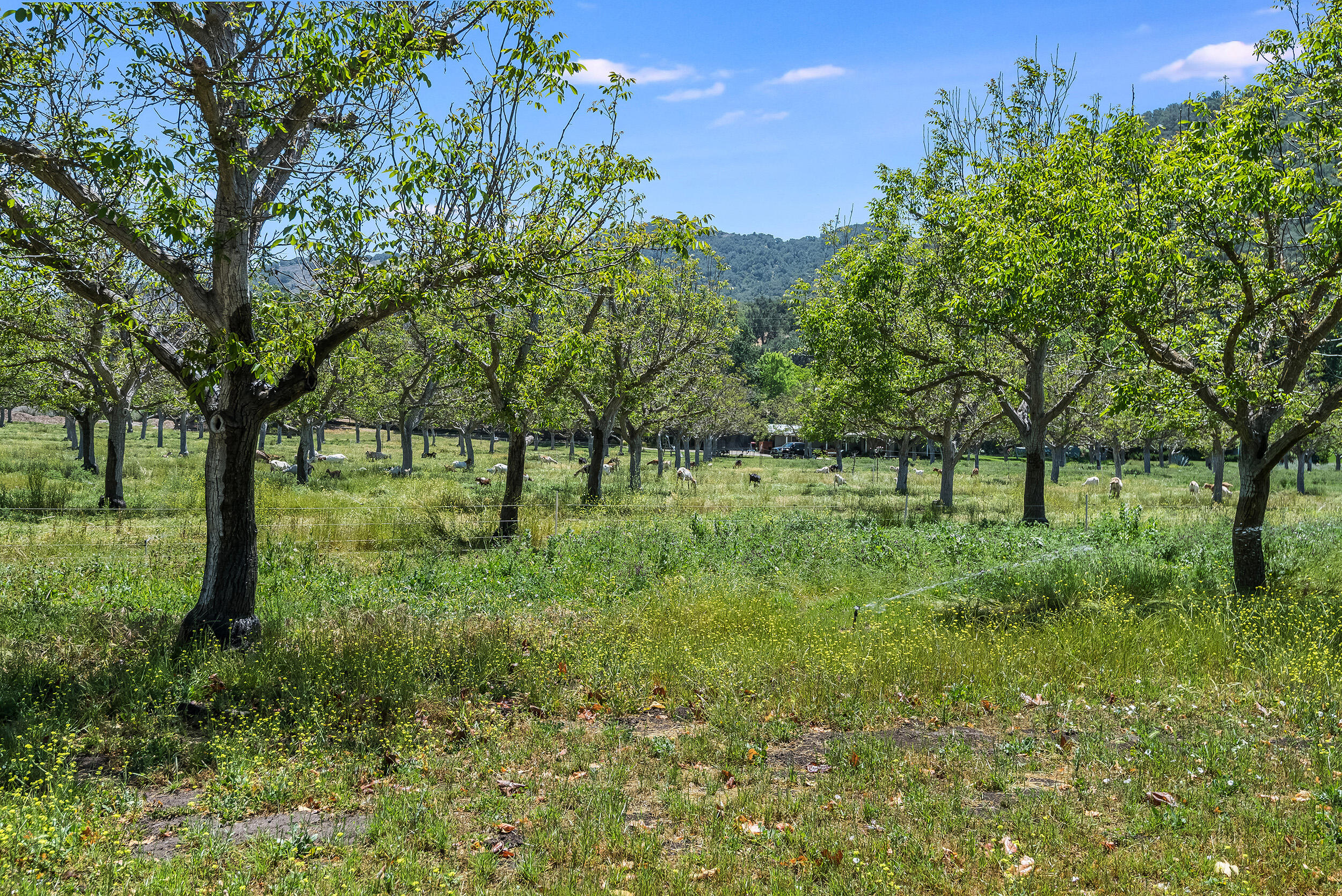 Santa Ynez, California, 93460, United States, 3 Bedrooms Bedrooms, ,6 BathroomsBathrooms,Residential,For Sale,1709883